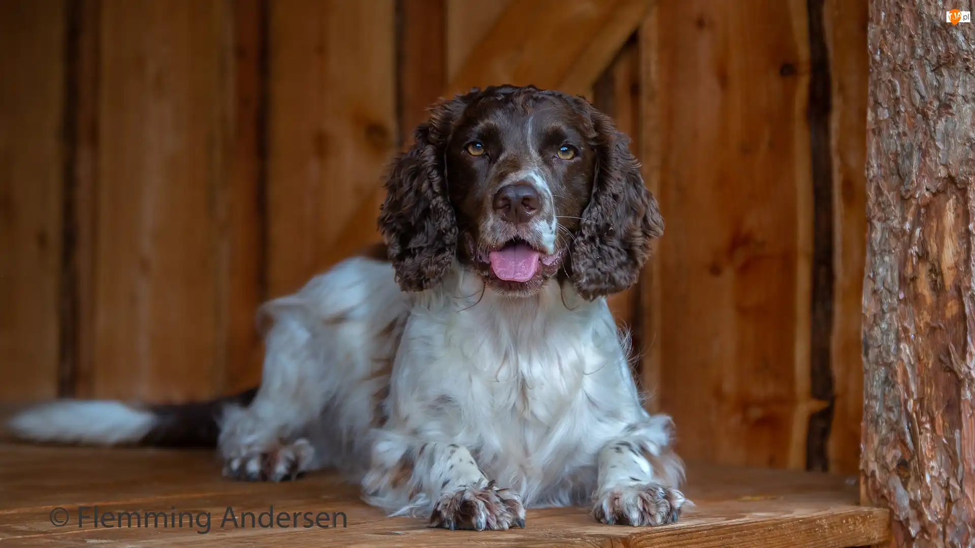 Jęzor, Pies, Springer spaniel angielski, Mordka