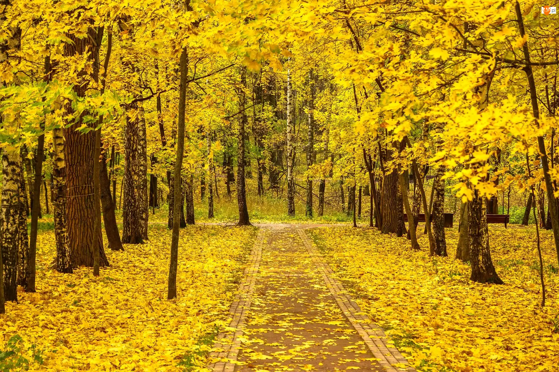 Alejka, Ścieżka, Jesień, Park, Ławki, Liście, Drzewa