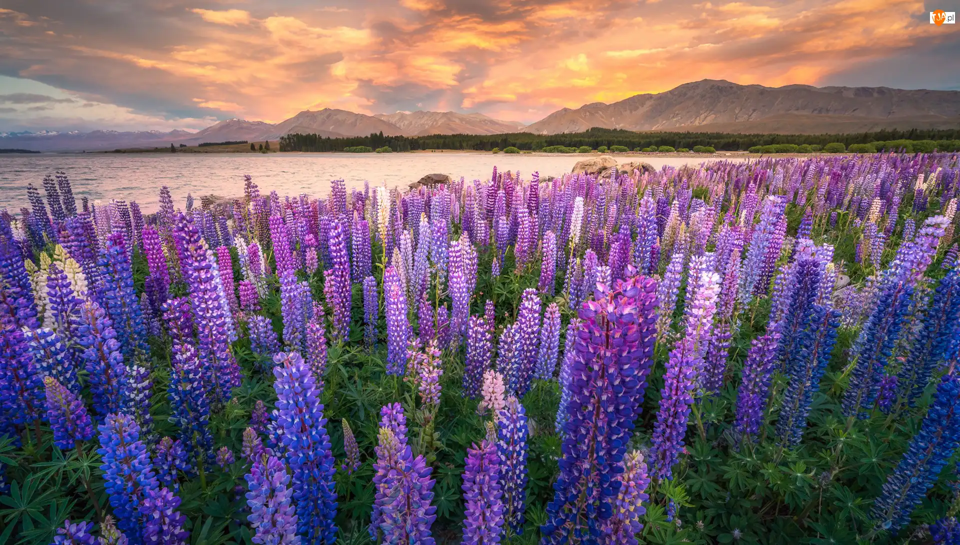 Łubin, Góry, Jezioro Tekapo, Nowa Zelandia, Zachód słońca