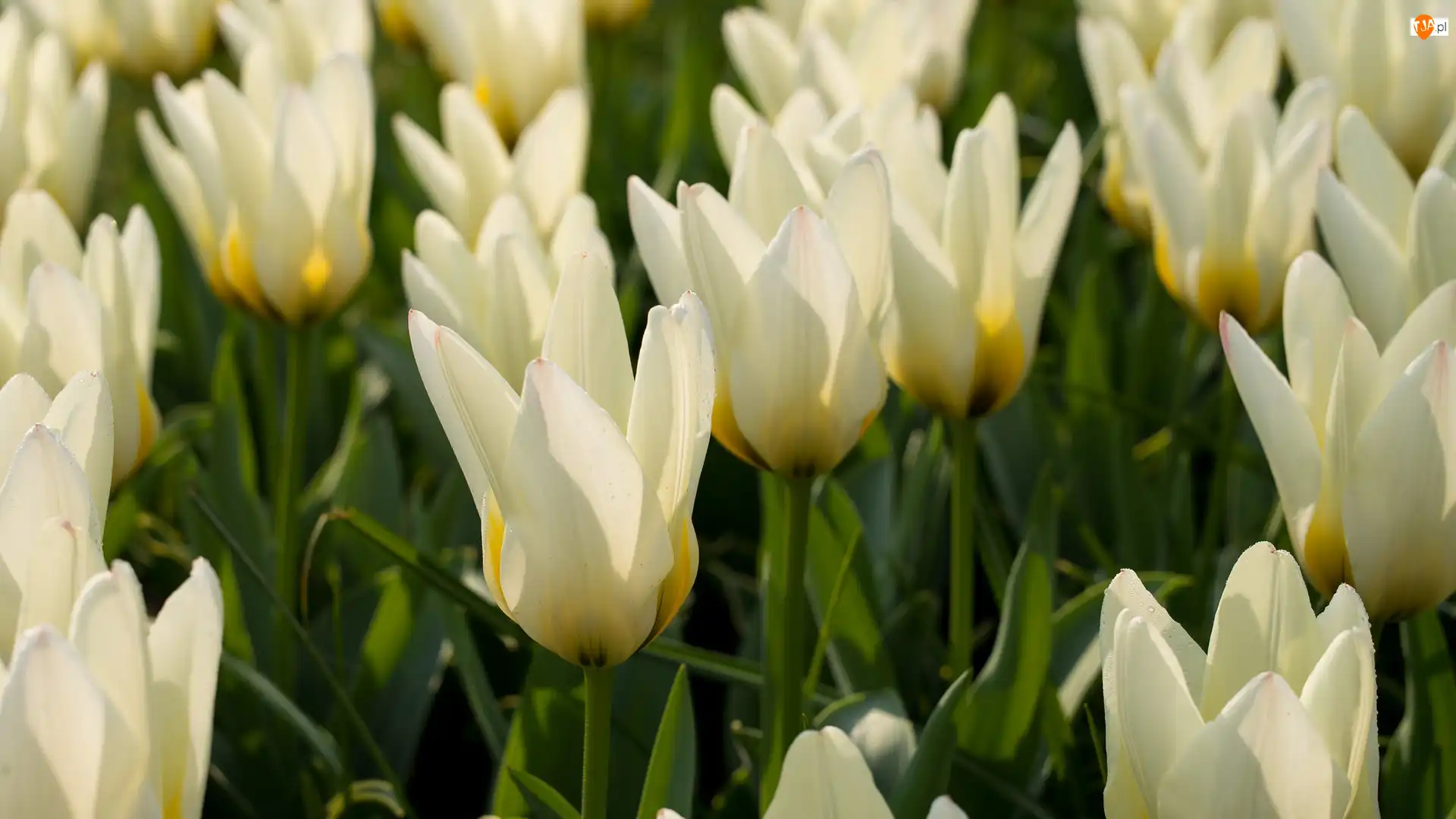 Zbliżenie, Kwiaty, Białe, Tulipany