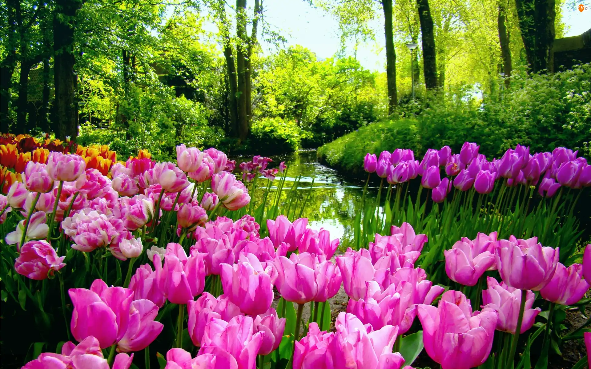 Wiosna, Tulipany, Rzeka, Las