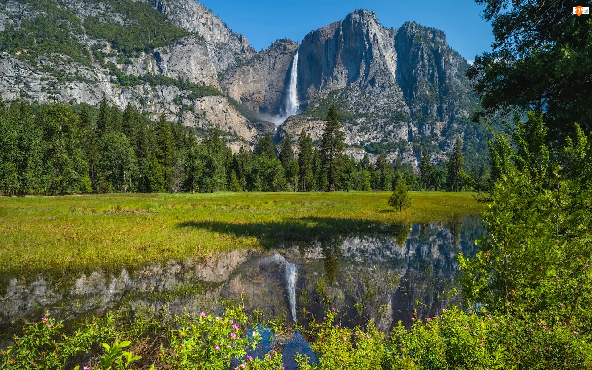 Drzewa, Stany Zjednoczone, Skały, Kwiaty, Kalifornia, Wodospad, Góry, Park Narodowy Yosemite
