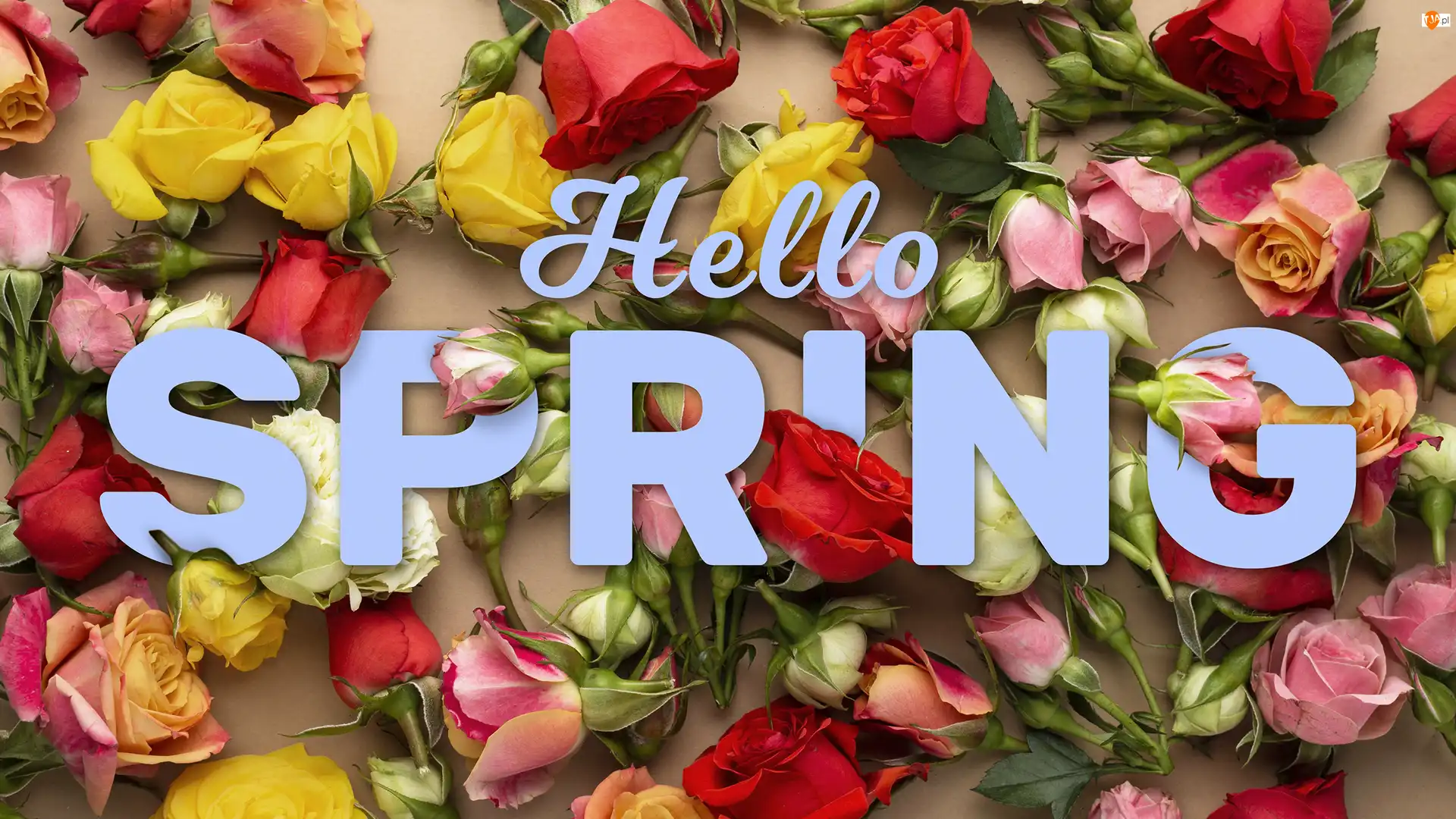 Róże, Hello spring, Kolorowe, Kwiaty, Napis