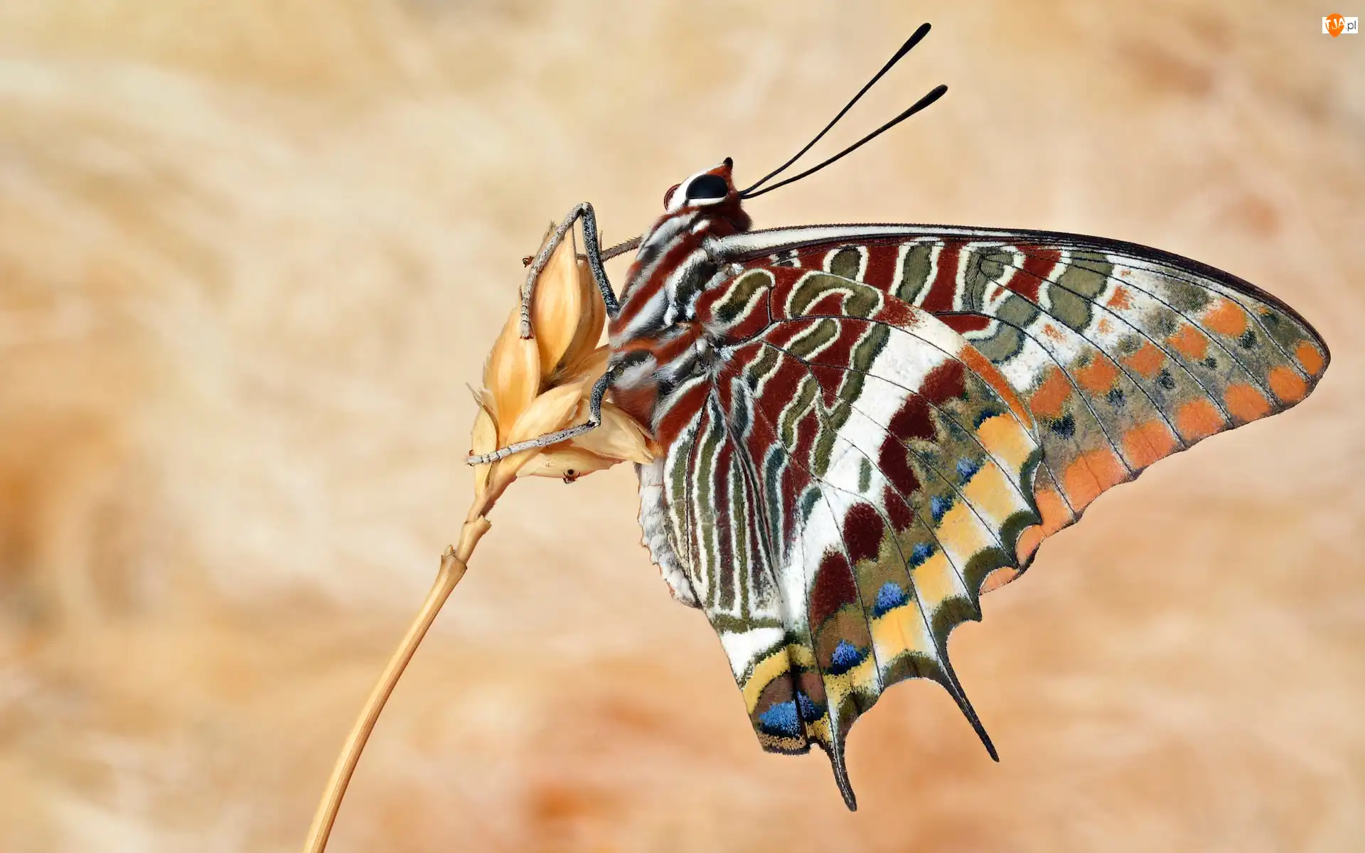 Kłos, Motyl, Sułtanek śródziemnomorski