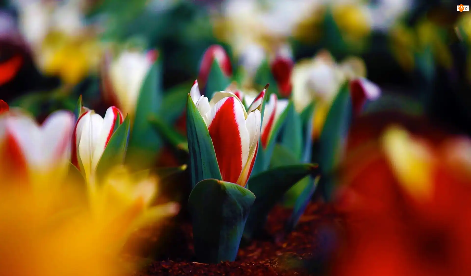 Liście, Tulipany, Pąki