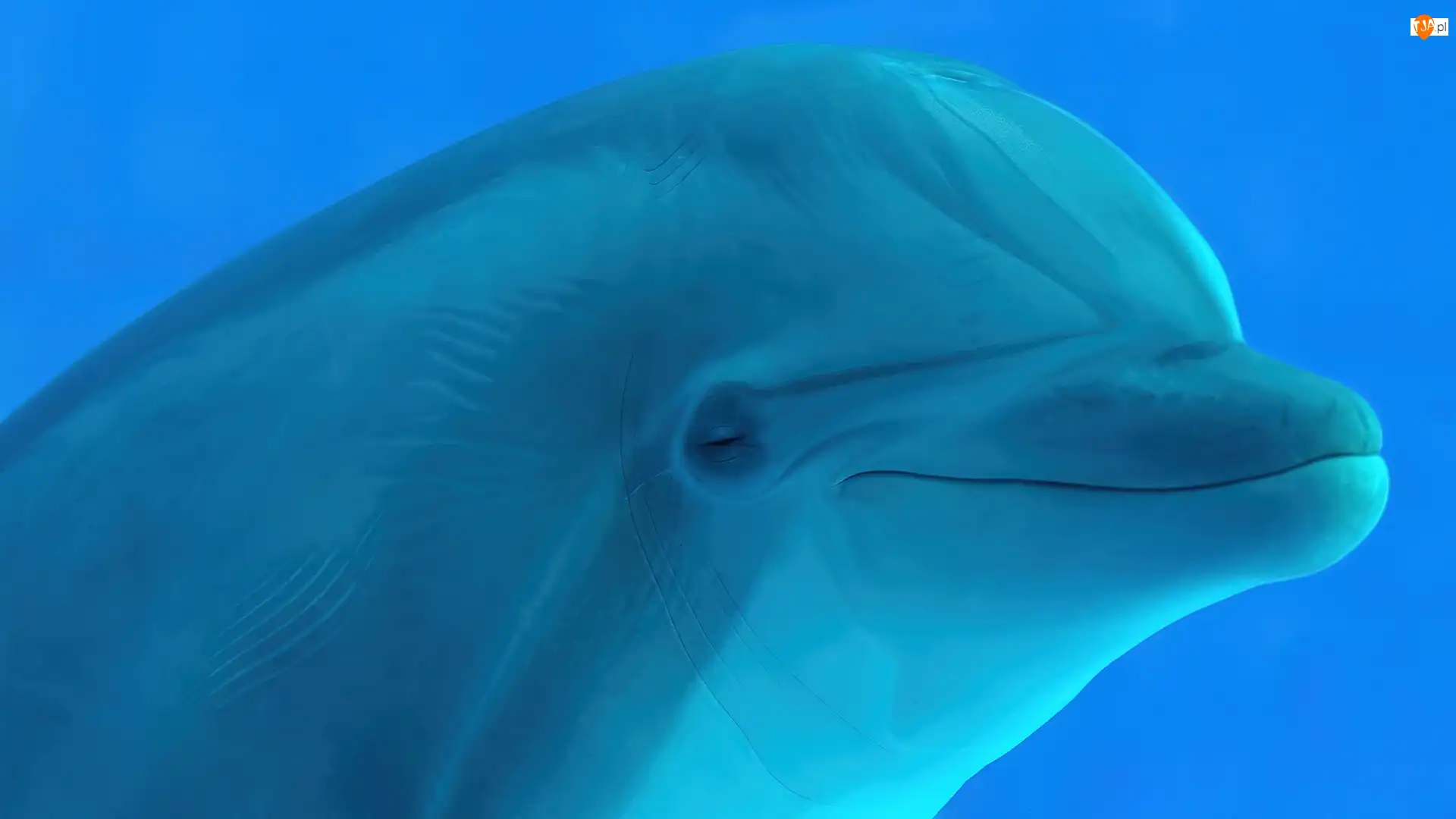 Delfin, Biały