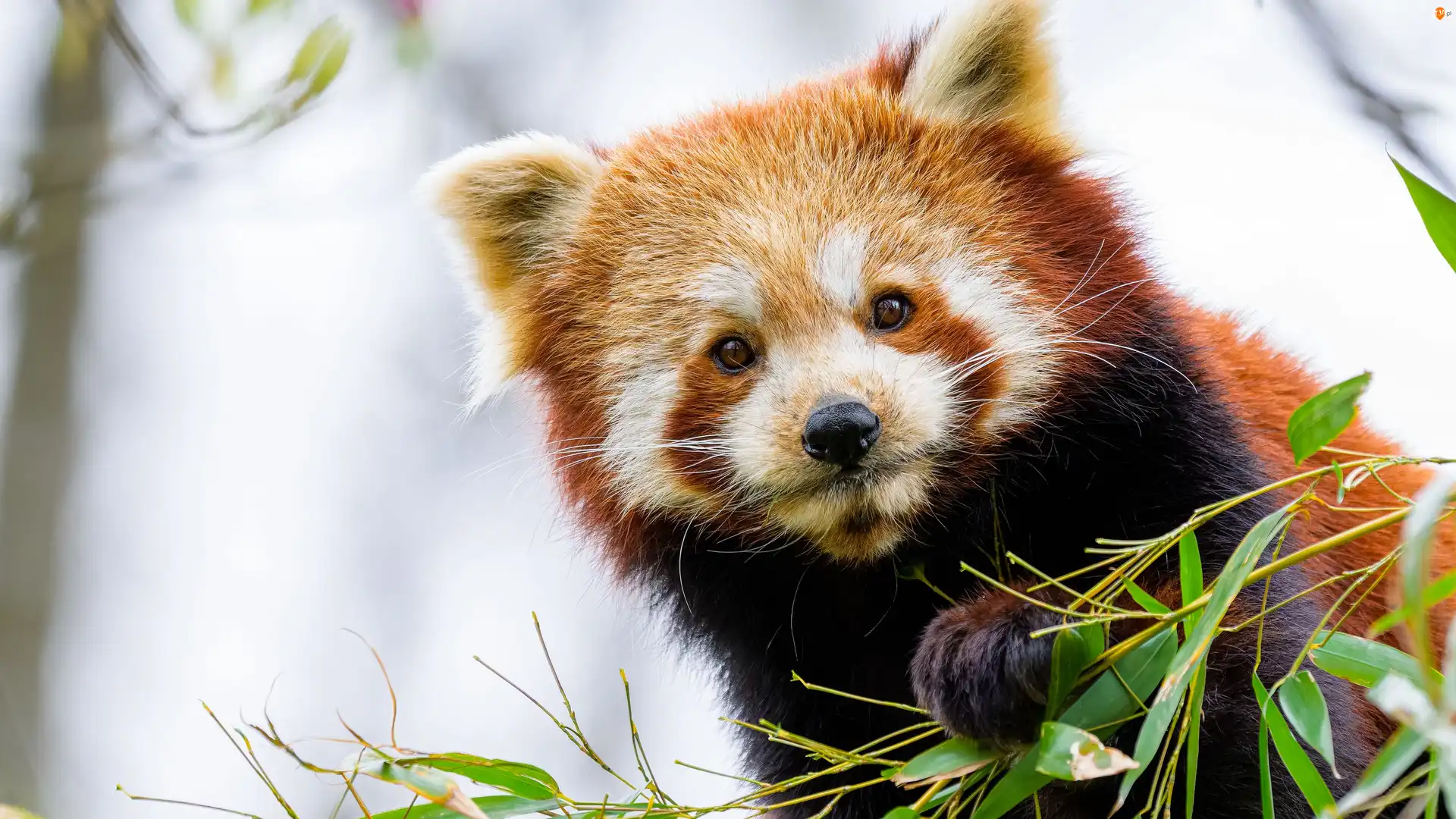 Liście, Czerwona panda, Pandka ruda