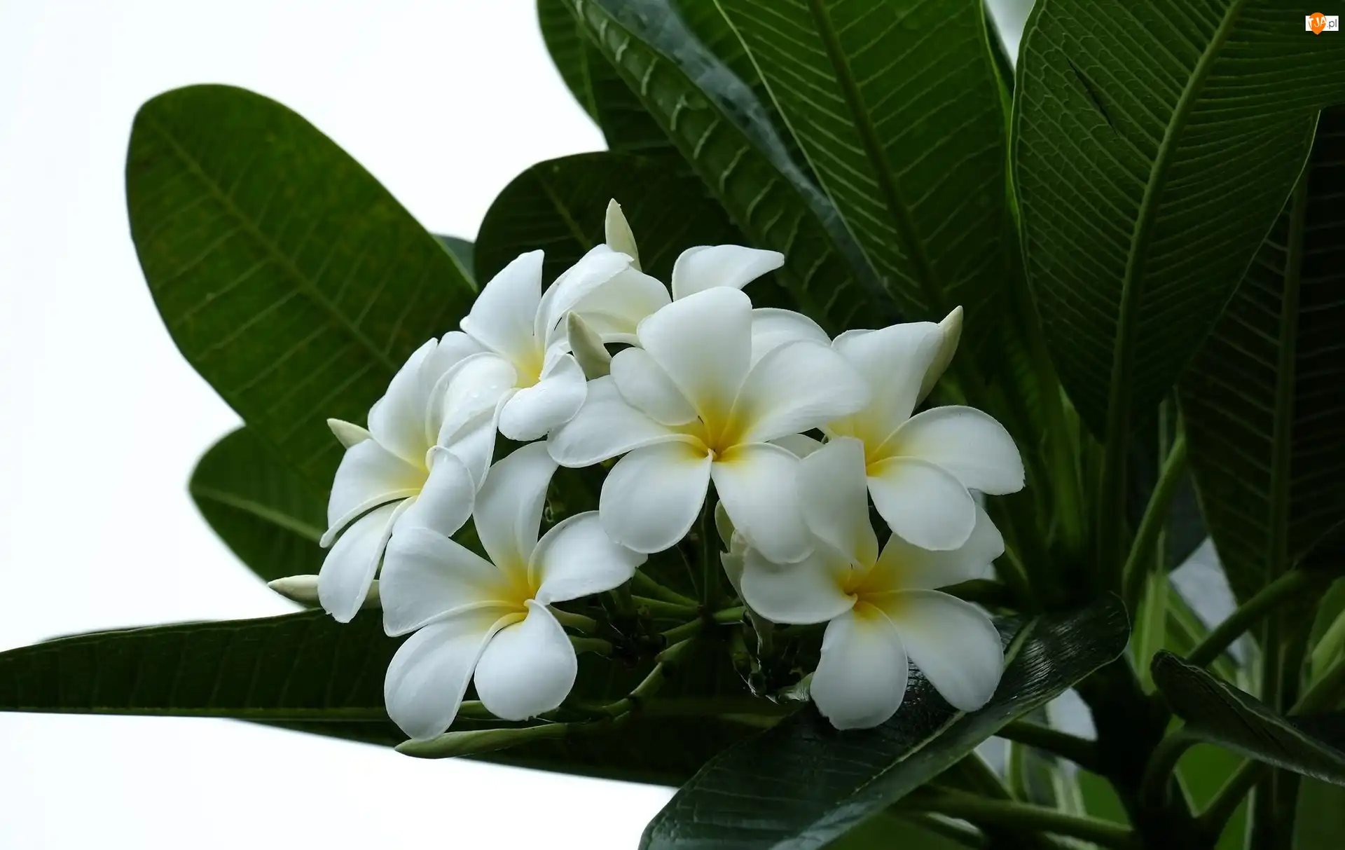 Liście, Biała, Plumeria