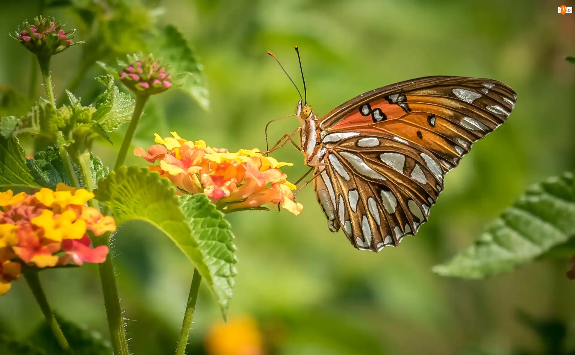 Kwiaty, Motyl, Perłowiec malinowiec