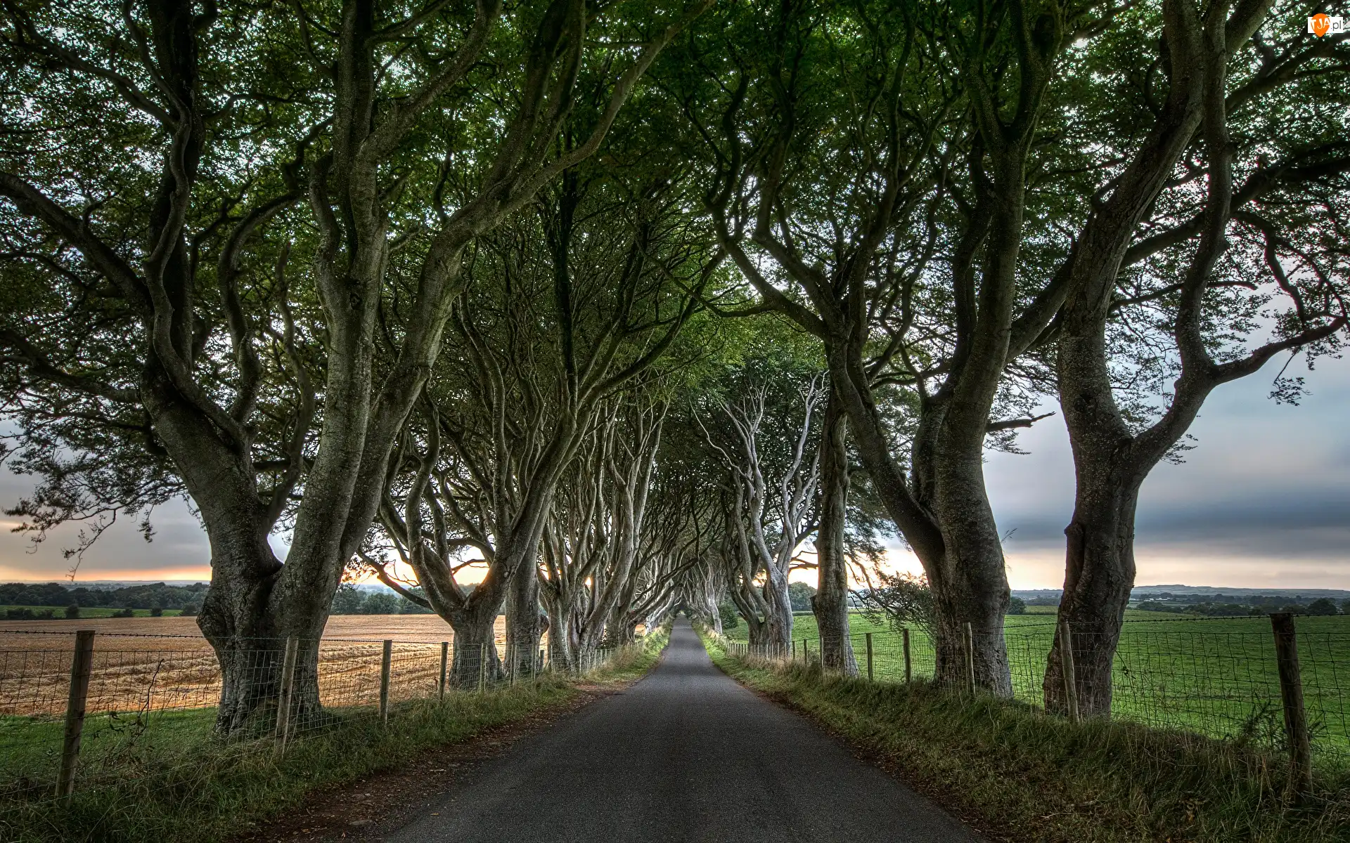 Aleja, Droga, Drzewa, Dark Hedges, Pola, Buki, Irlandia Północna, Ogrodzenie