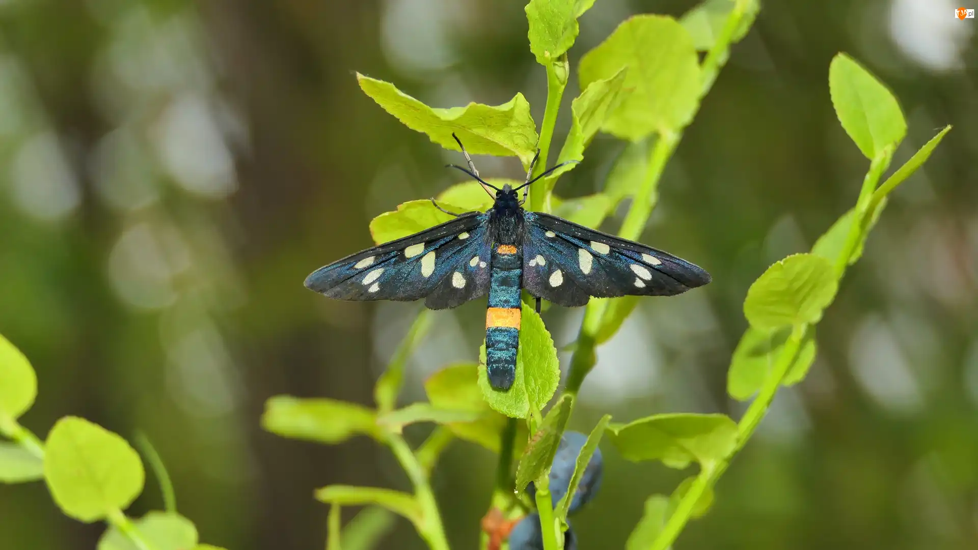 Roślina, Oblaczek granatek, Motyl