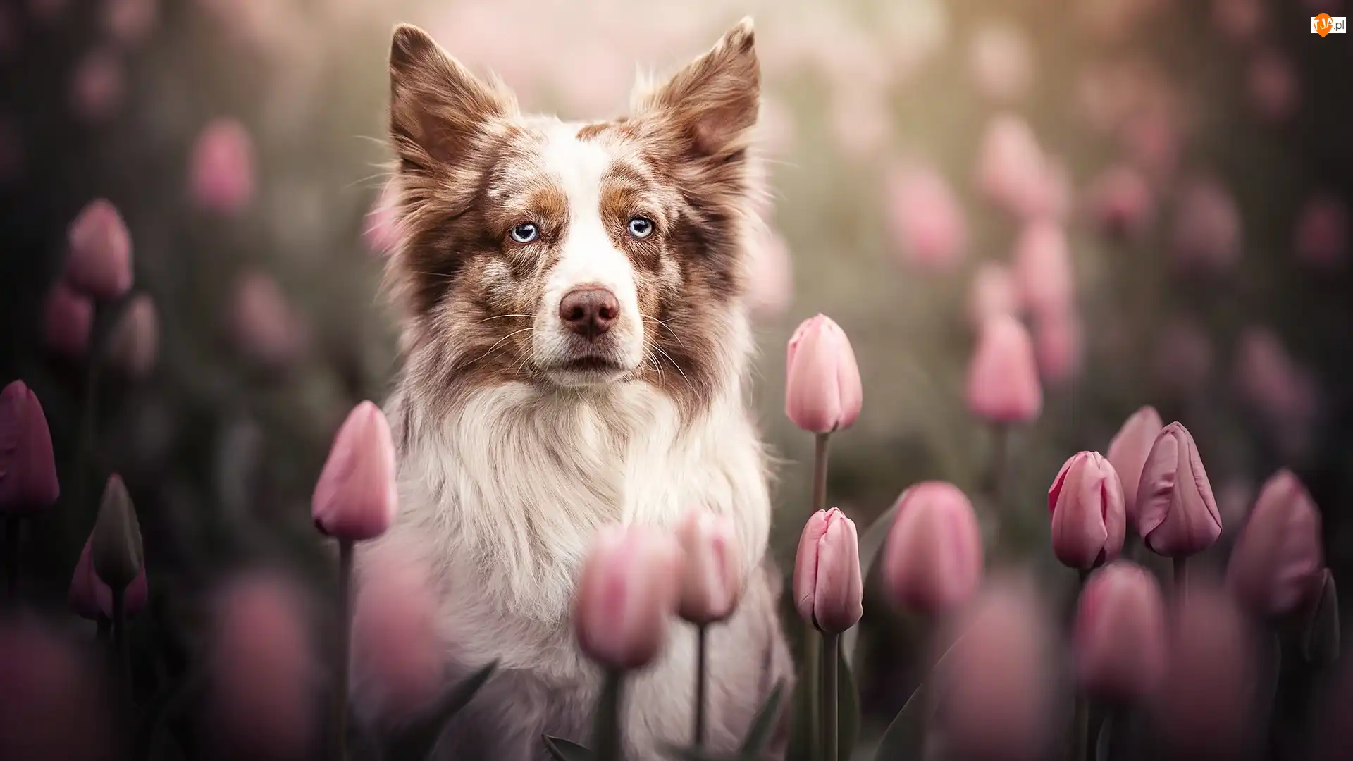 Tulipany, Pies, Border collie, Różowe