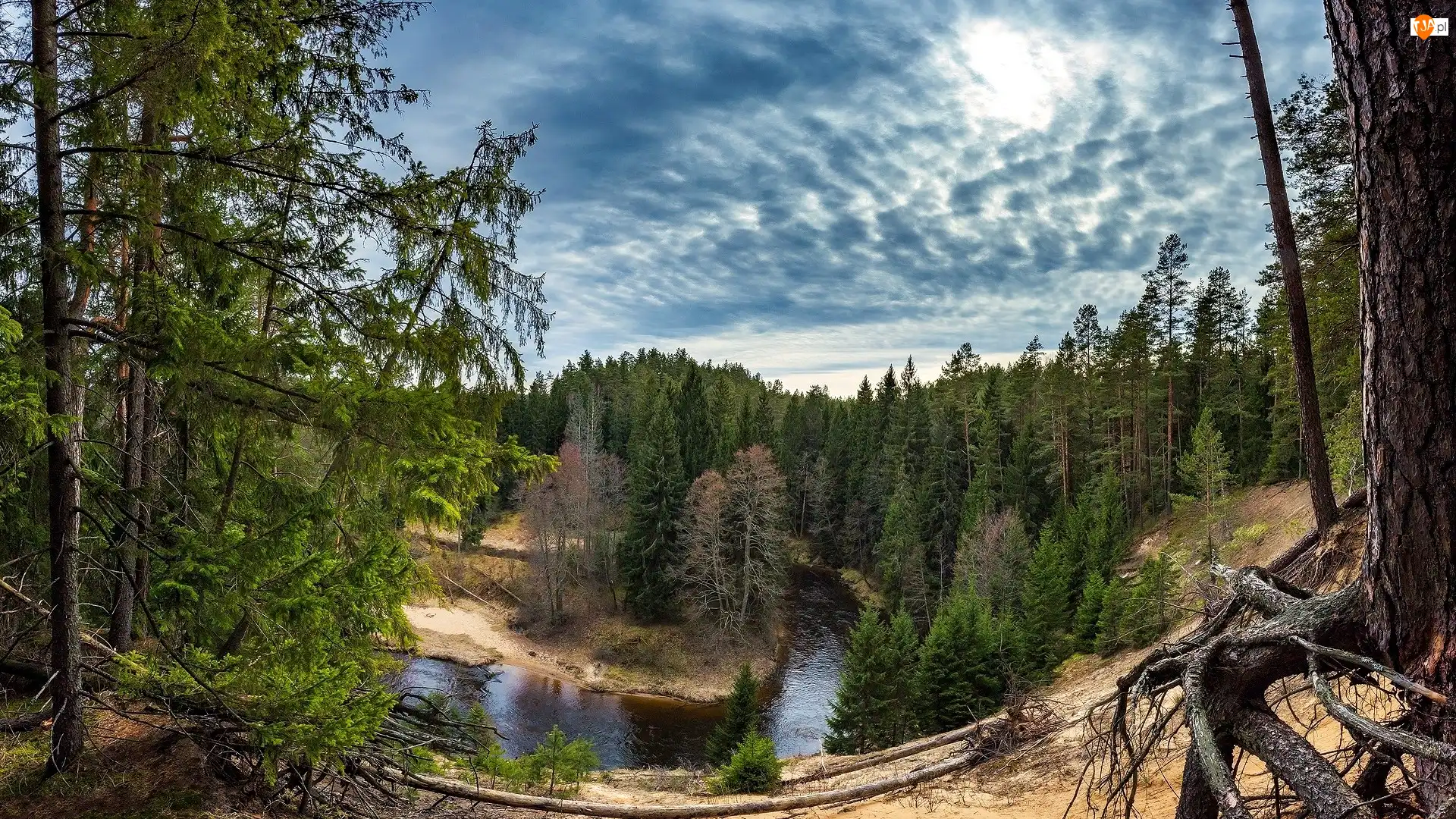 Korzenie, Litwa, Rzeka Ūla, Drzewa