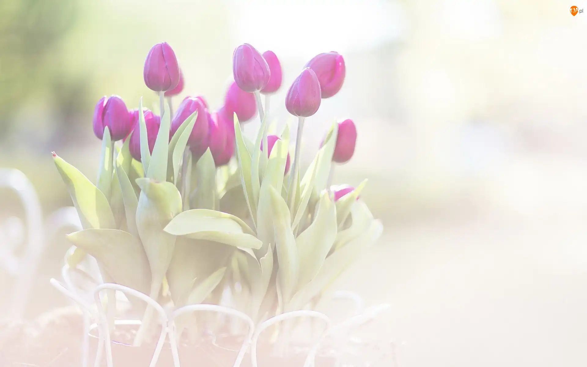 Tulipany, Kwiaty, Fioletowe