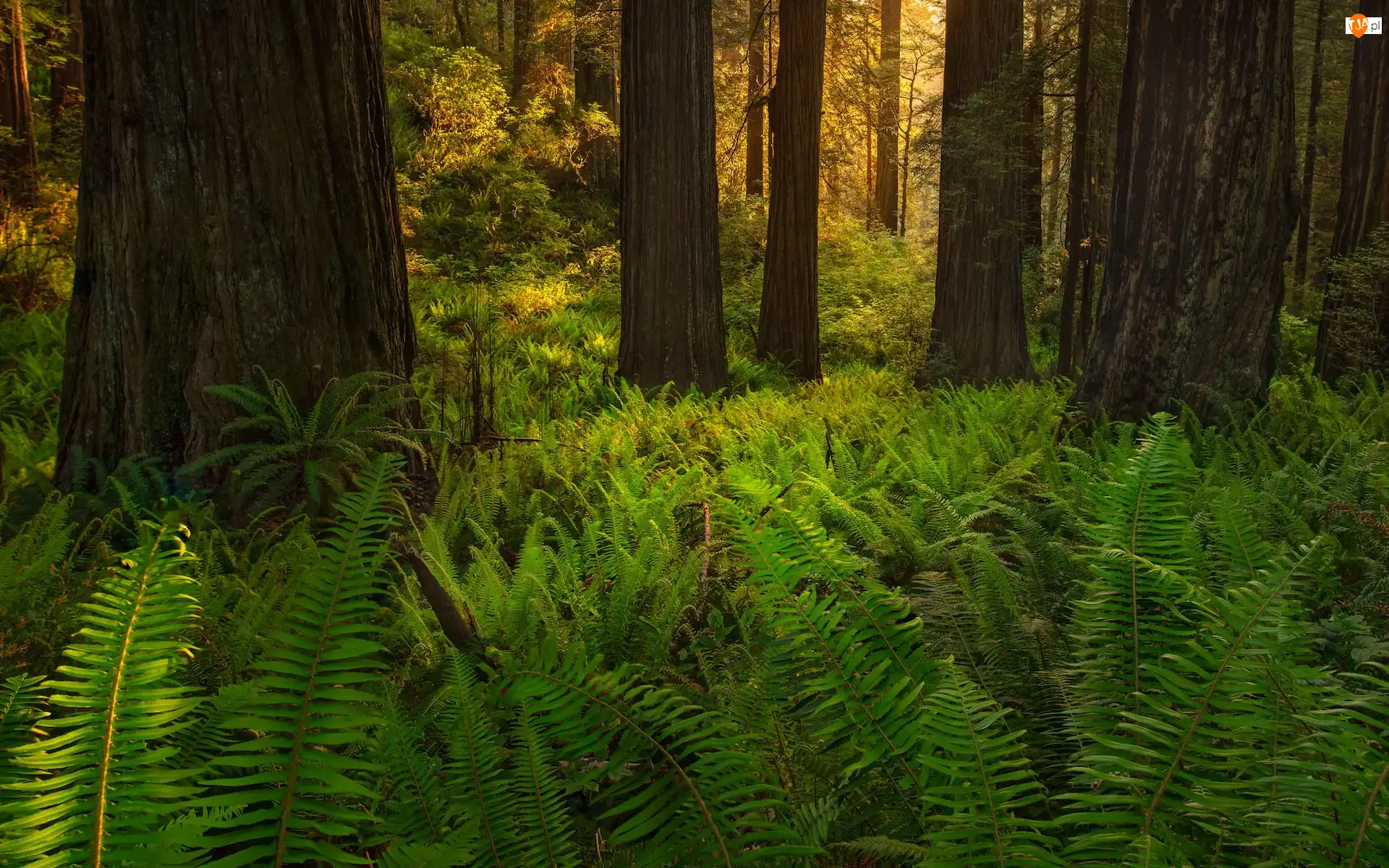 Kalifornia, Stany Zjednoczone, Las, Paprocie, Park Narodowy Redwood, Drzewa