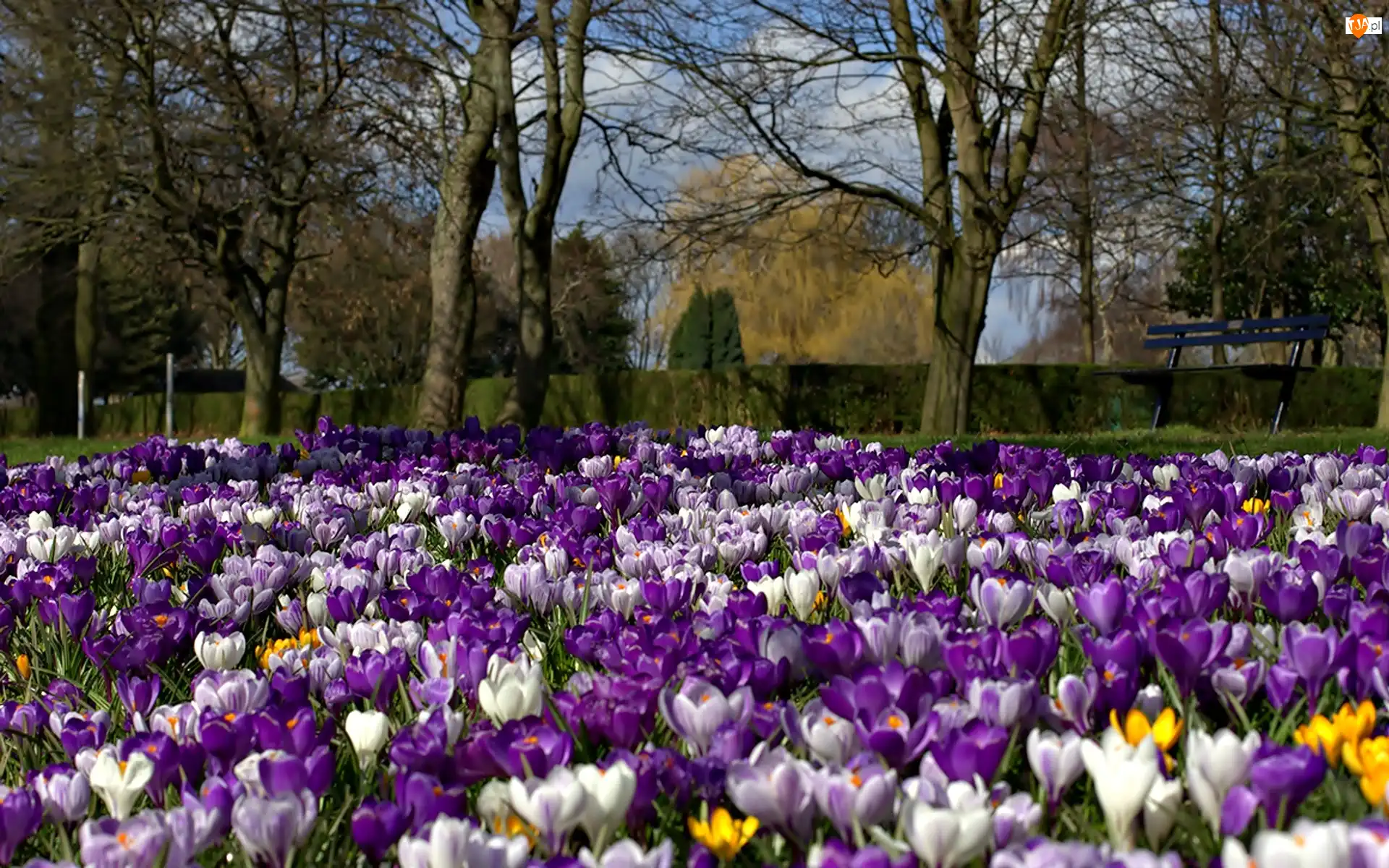 Drzewa, Park, Krokusy
