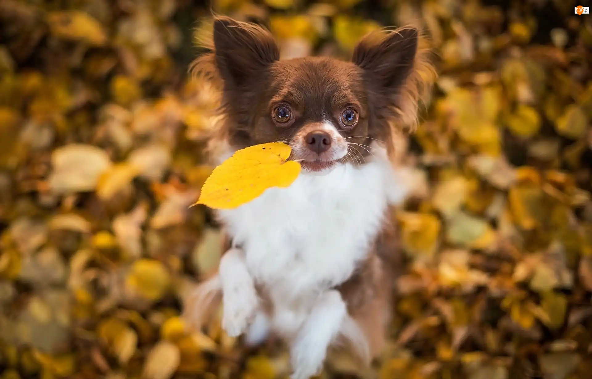 Liście, Pies, Chihuahua, Jesienne