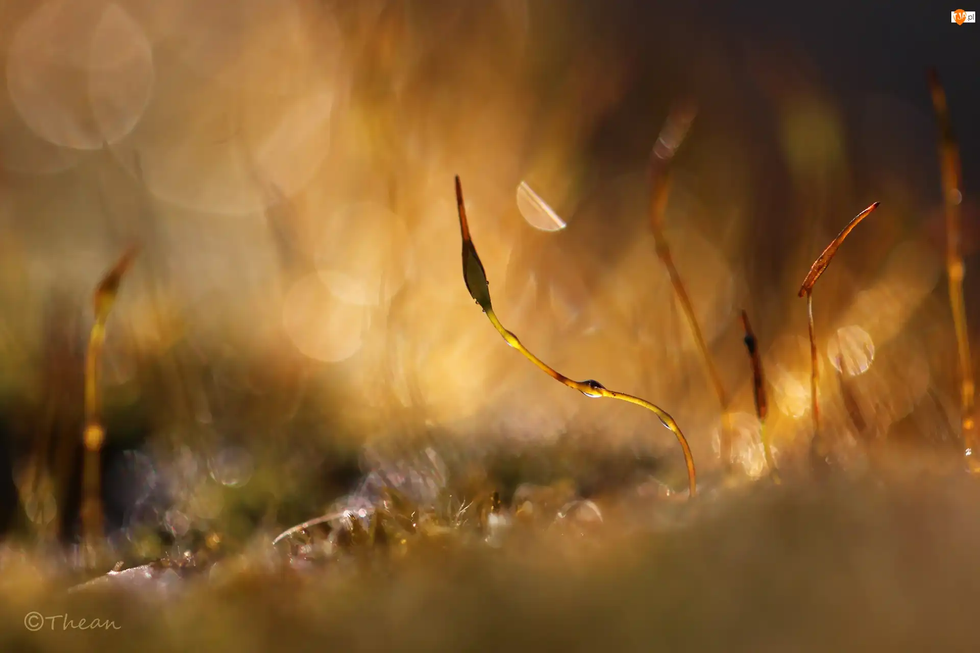 Bokeh, Mech, Źdźbła, Makro