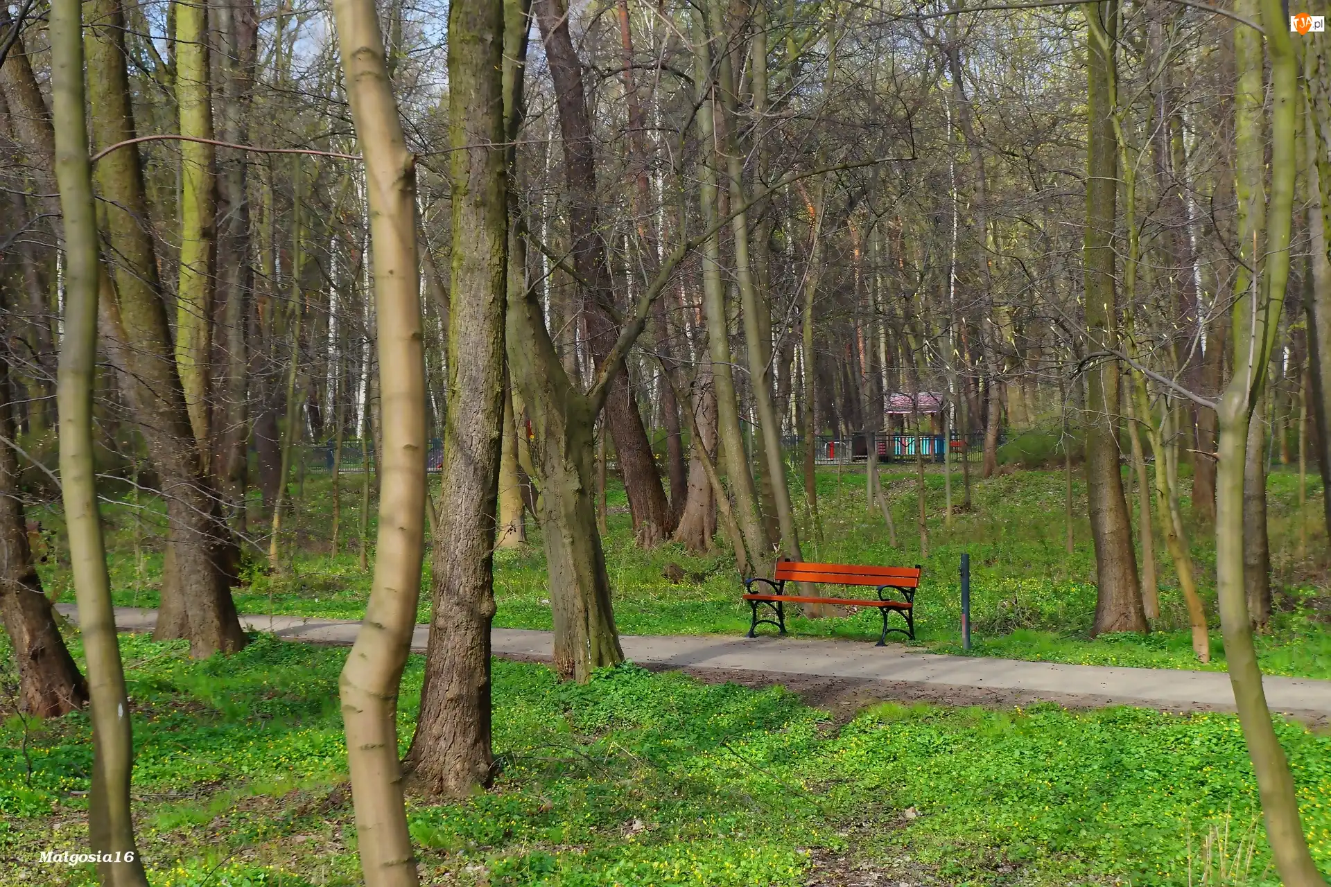 Drzewa, Alejka, Ławka, Park, Zieleń
