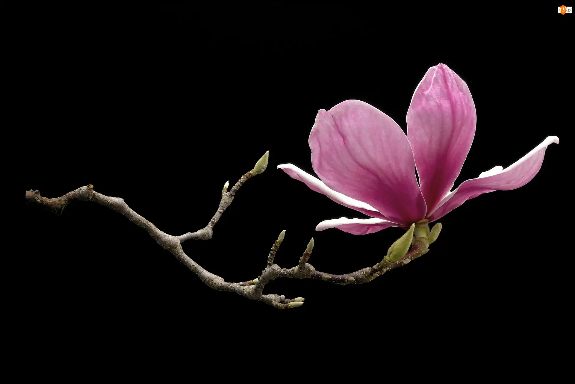 Tło, Magnolia, Czarne