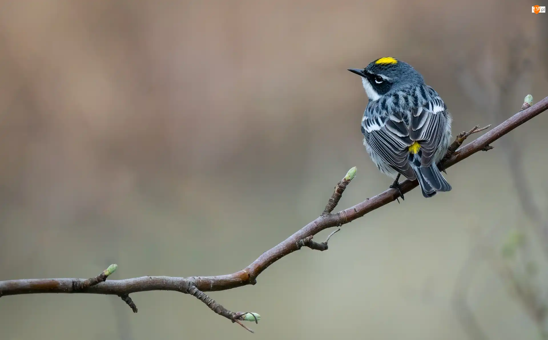 Myrtle warbler, Gałązka, Ptak, Lasówka