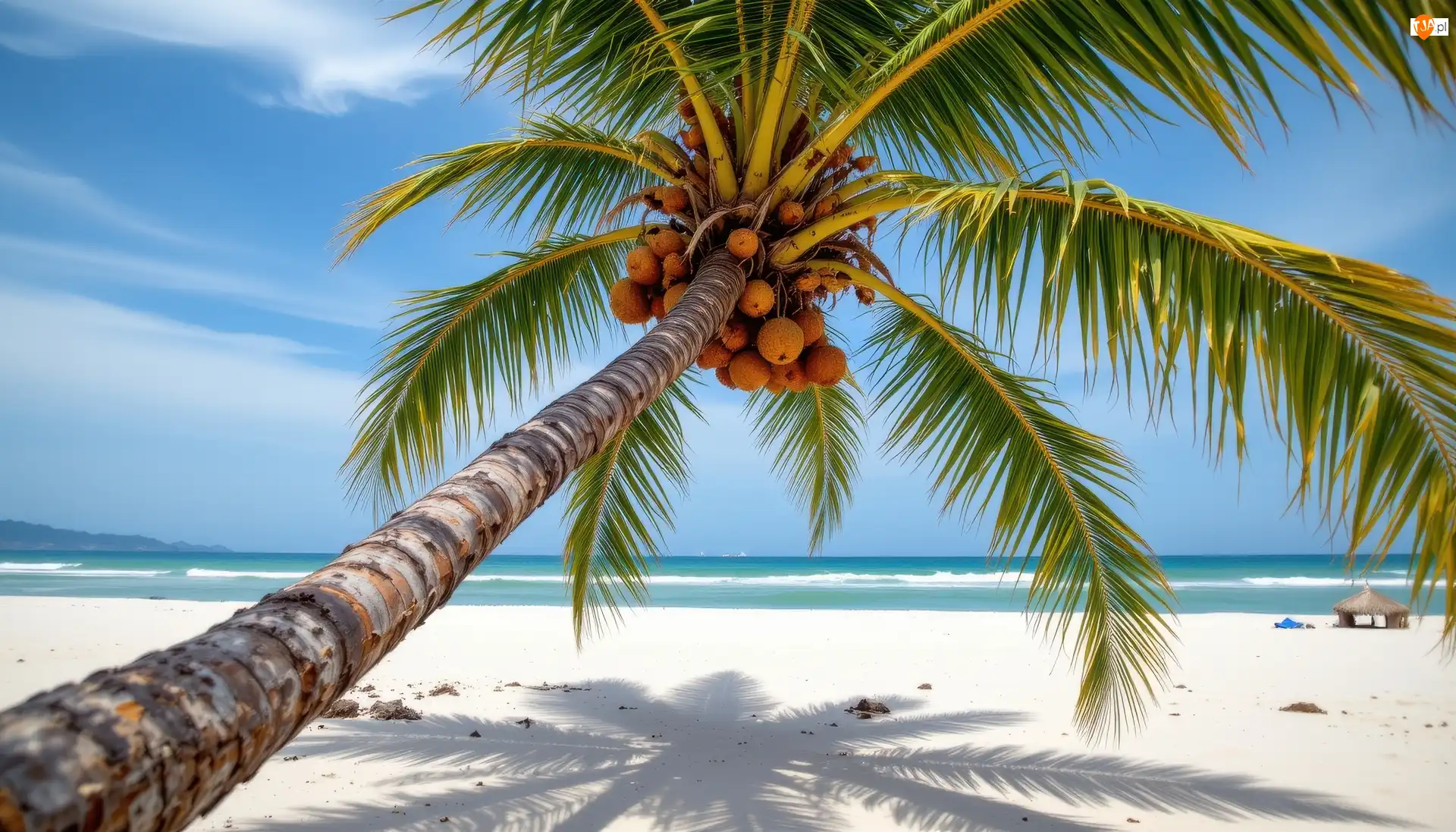 Plaża, Morze, Pochylona, AI, Palma, Orzechy kokosowe