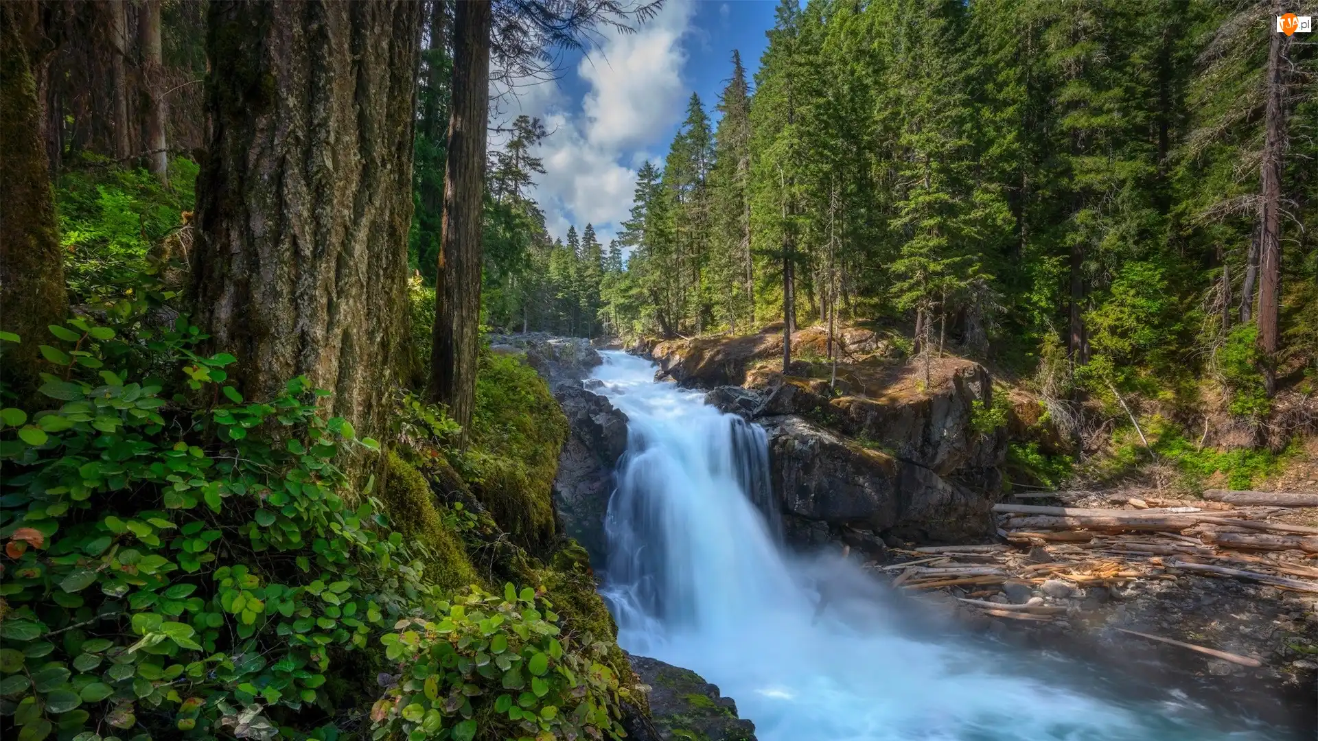 Silver Falls, Stany Zjednoczone, Las, Drzewa, Waszyngton, Wodospad, Roślinność, Park Narodowy Mount Rainier