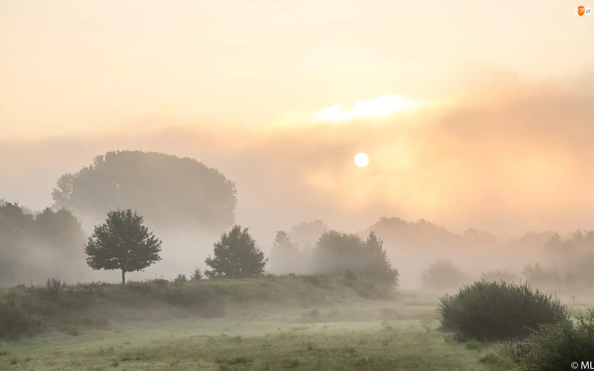 Krzewy, Wschód słońca, Mgła, Drzewa