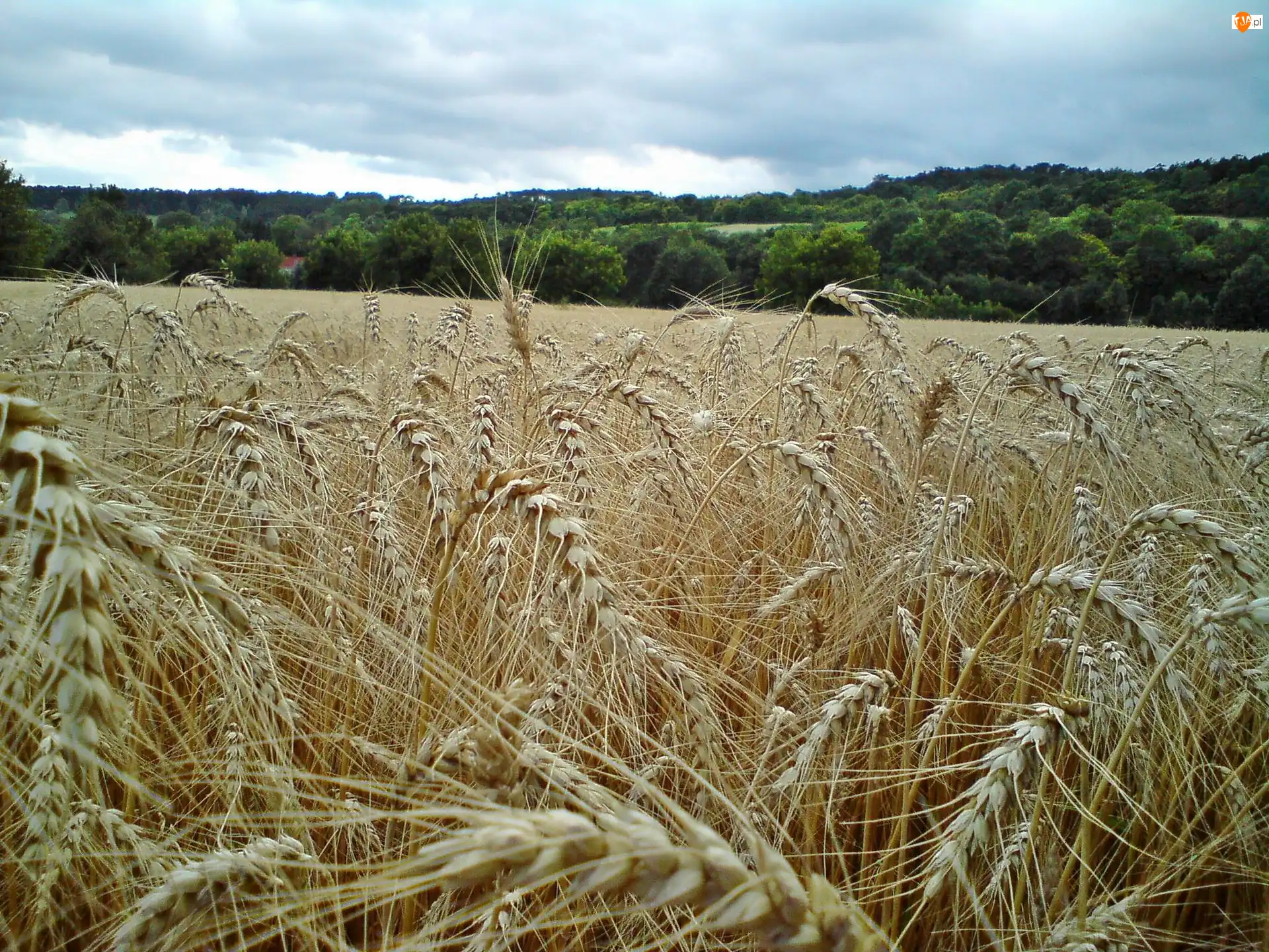 Zboże, Lato, łąka