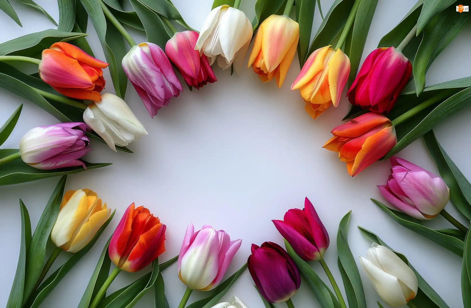 Kwiaty, Grafika, Kolorowe, Tulipany, Blat