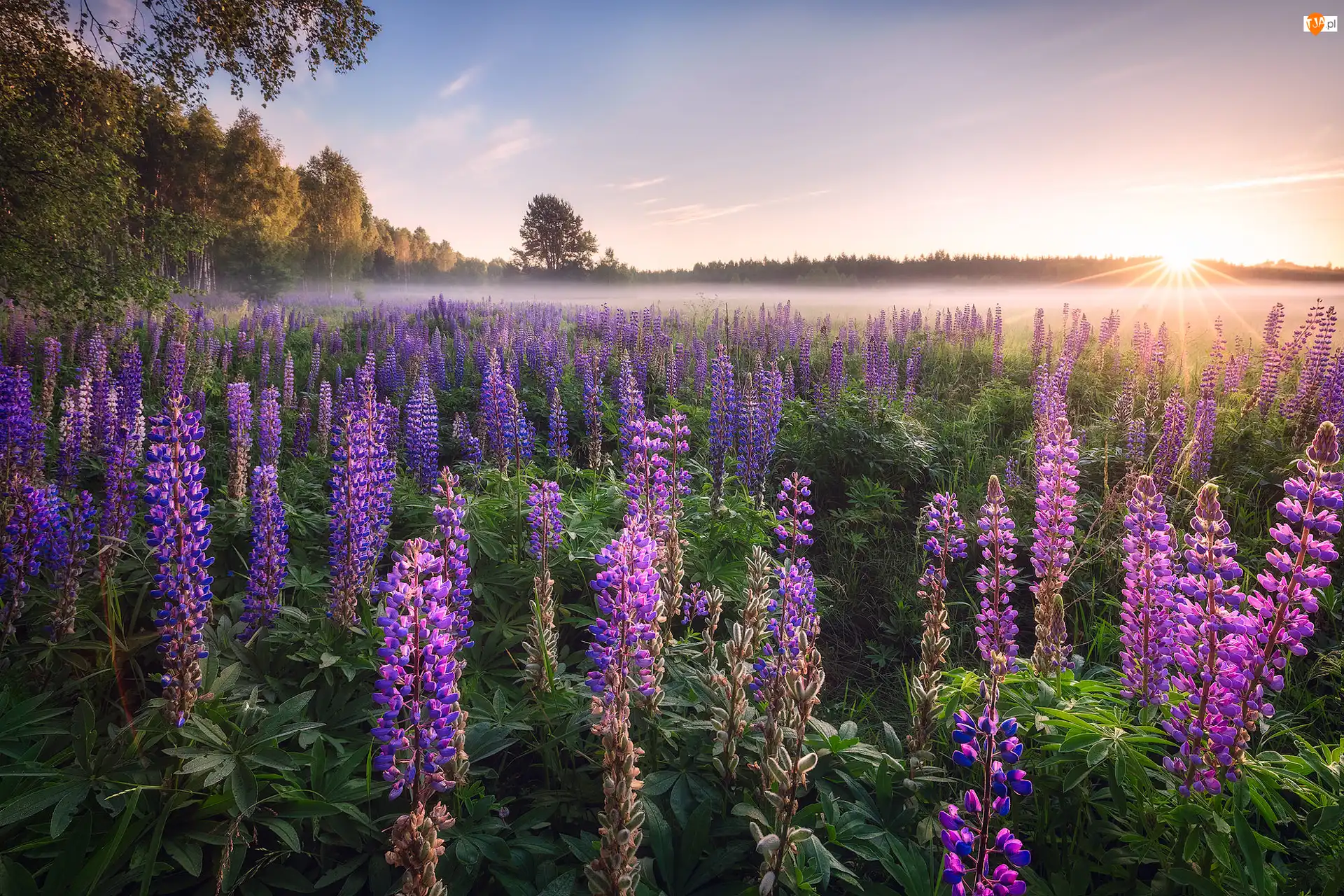 Podlasie, Polska, Łubin, Mgła, Łąka, Wschód słońca