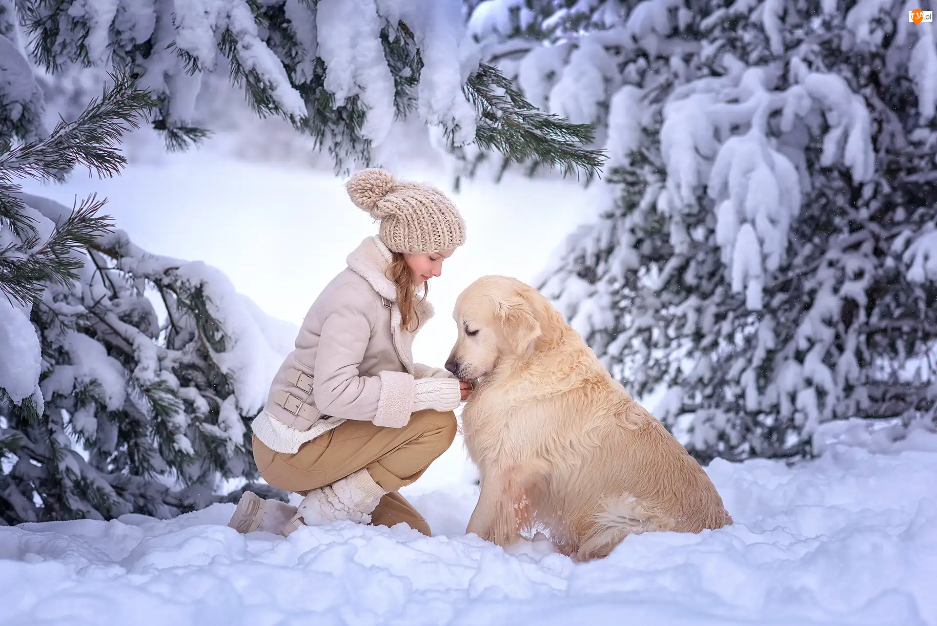 Drzewa, Zima, Dziewczynka, Golden retriever, Śnieg, Pies