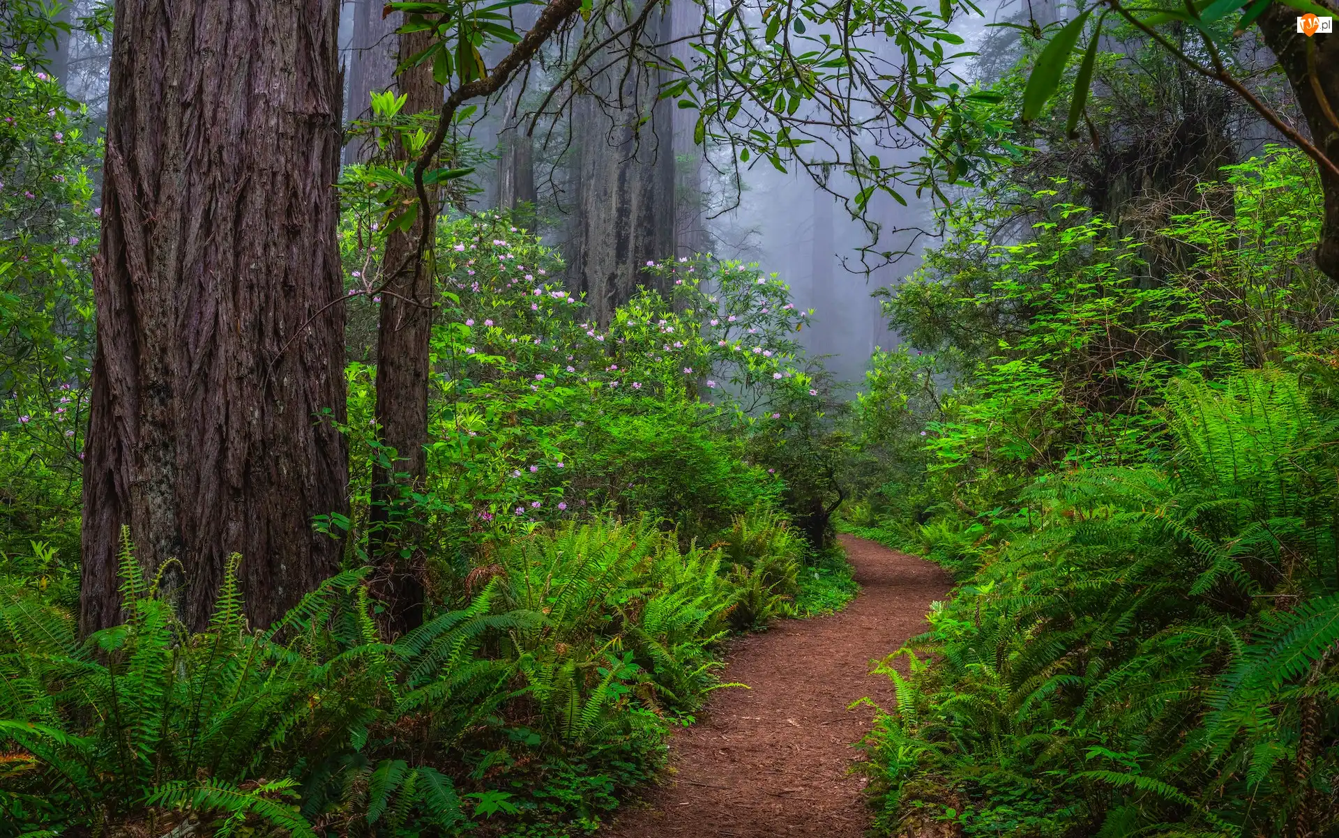 Mgła, Kalifornia, Ścieżka, Różaneczniki, Paprocie, Park Narodowy Redwood, Las, Stany Zjednoczone, Sekwoje
