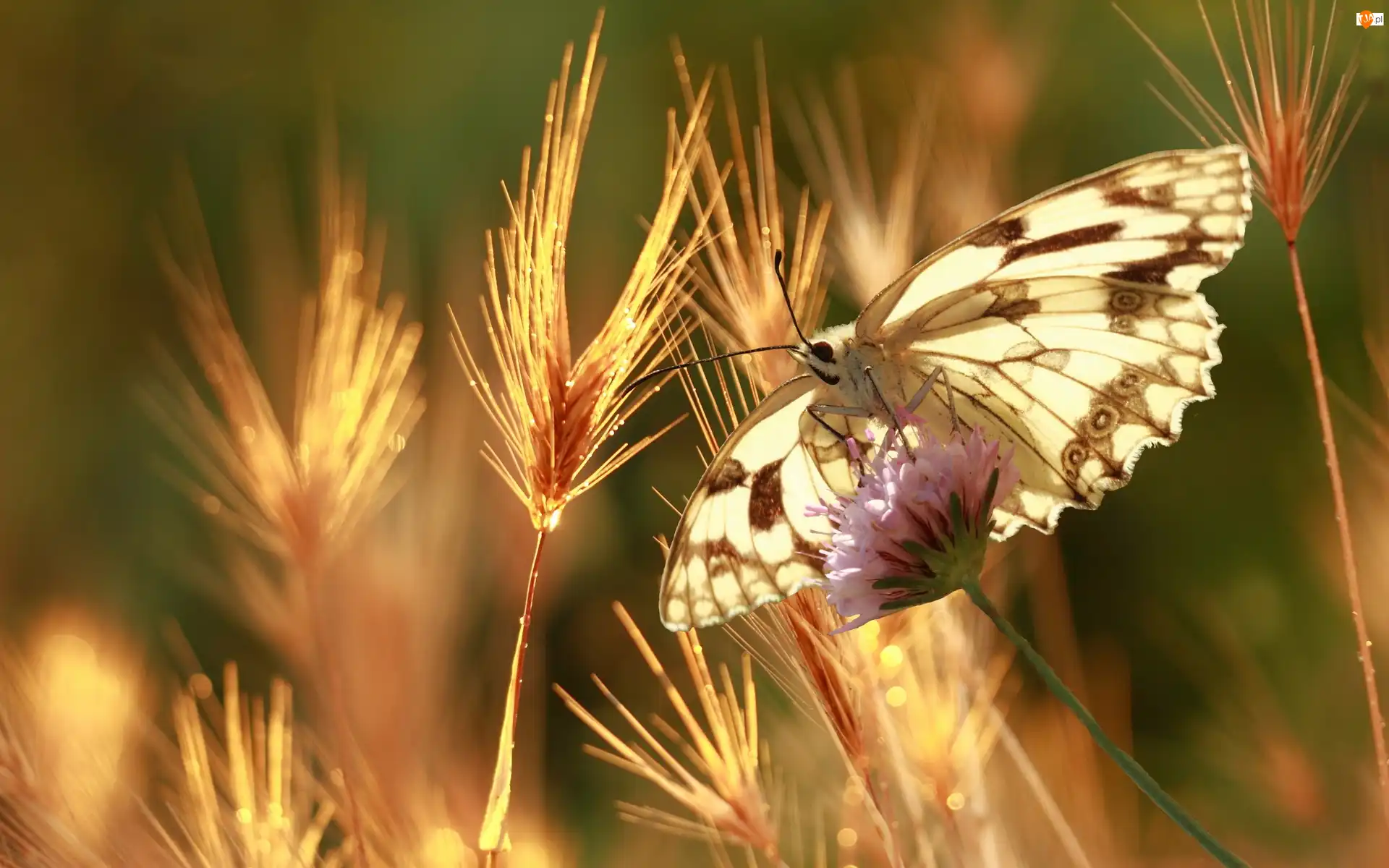 Zboża, Motyl, Kłosy