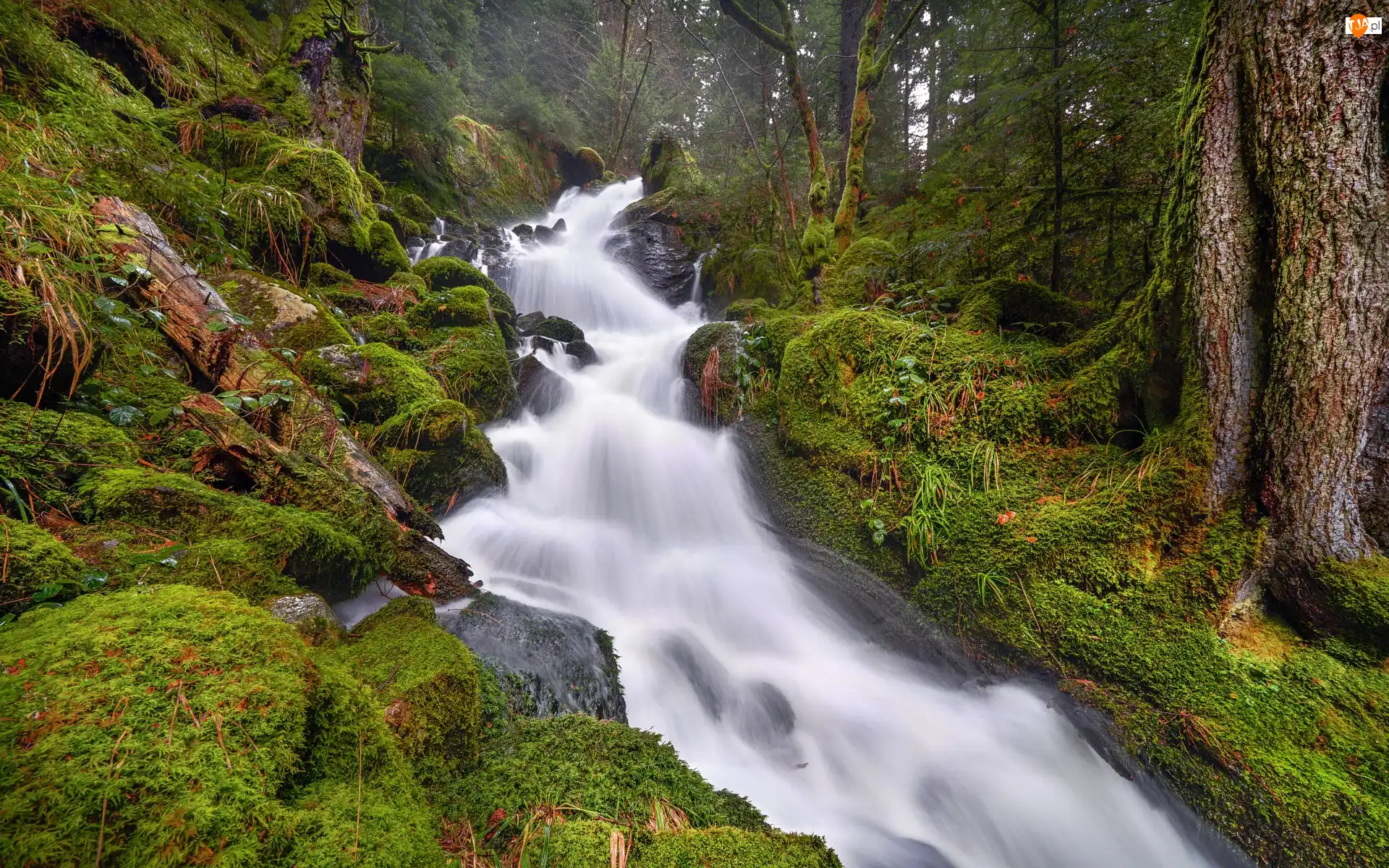 Drzewa, Rzeka, Kamienie, Prowincja Saskatchewan, Mossy River, Las, Kanada, Omszałe