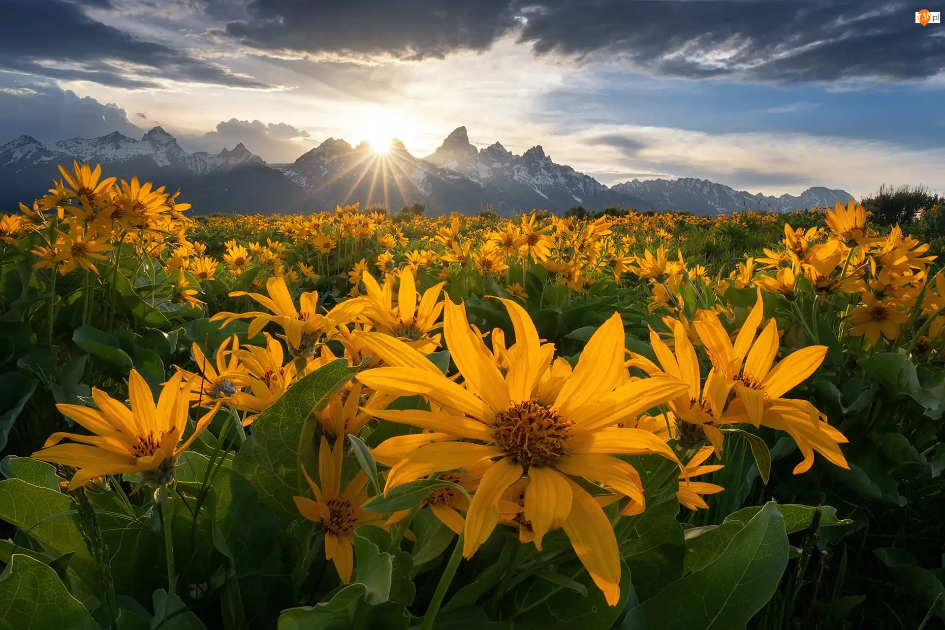 Kwiaty, Stany Zjednoczone, Góry, Balsamorhiza, Stan Wyoming, Łąka, Chmury, Park Narodowy Grand Teton