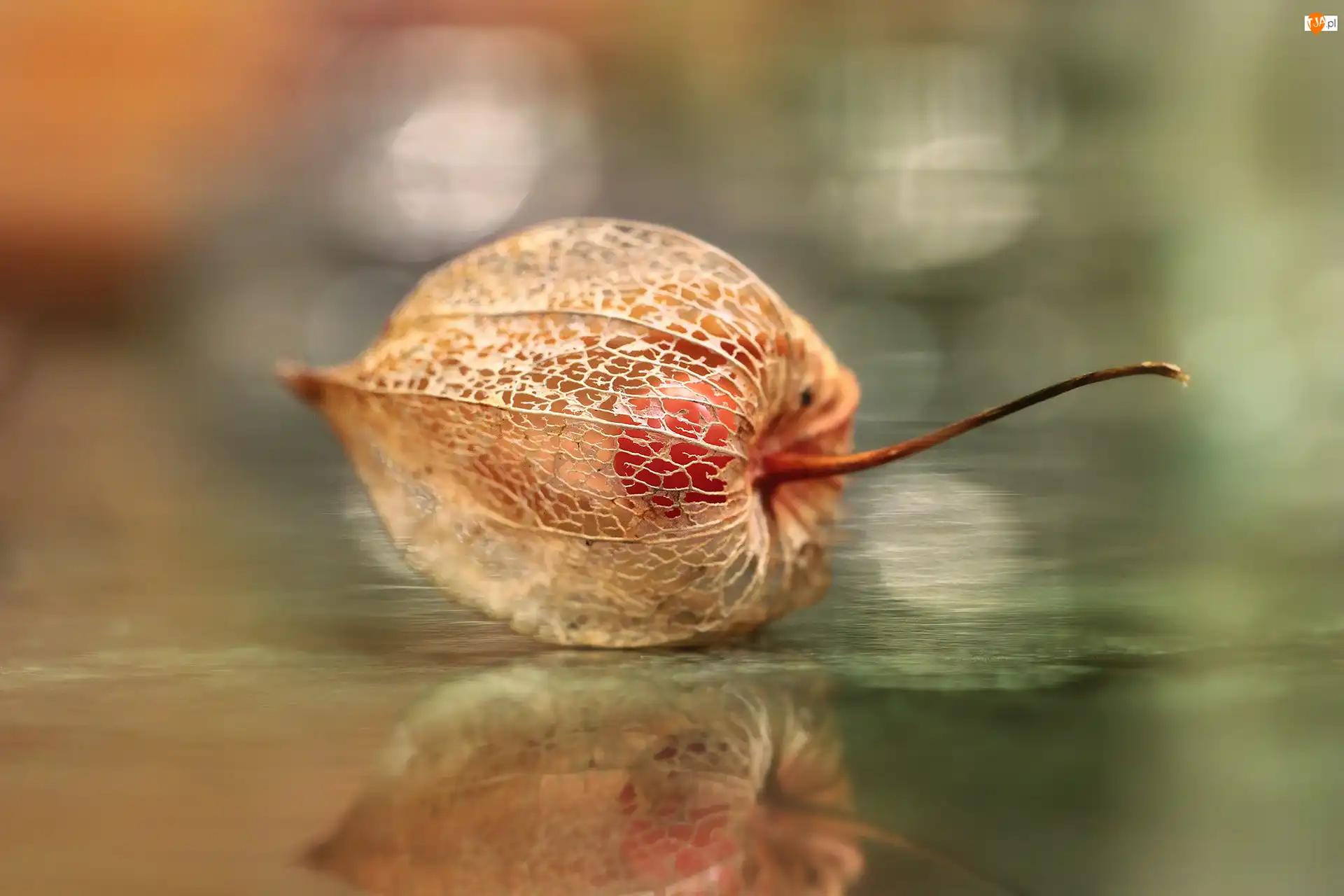 Odbicie, Miechunka rozdęta, Sucha, Roślina