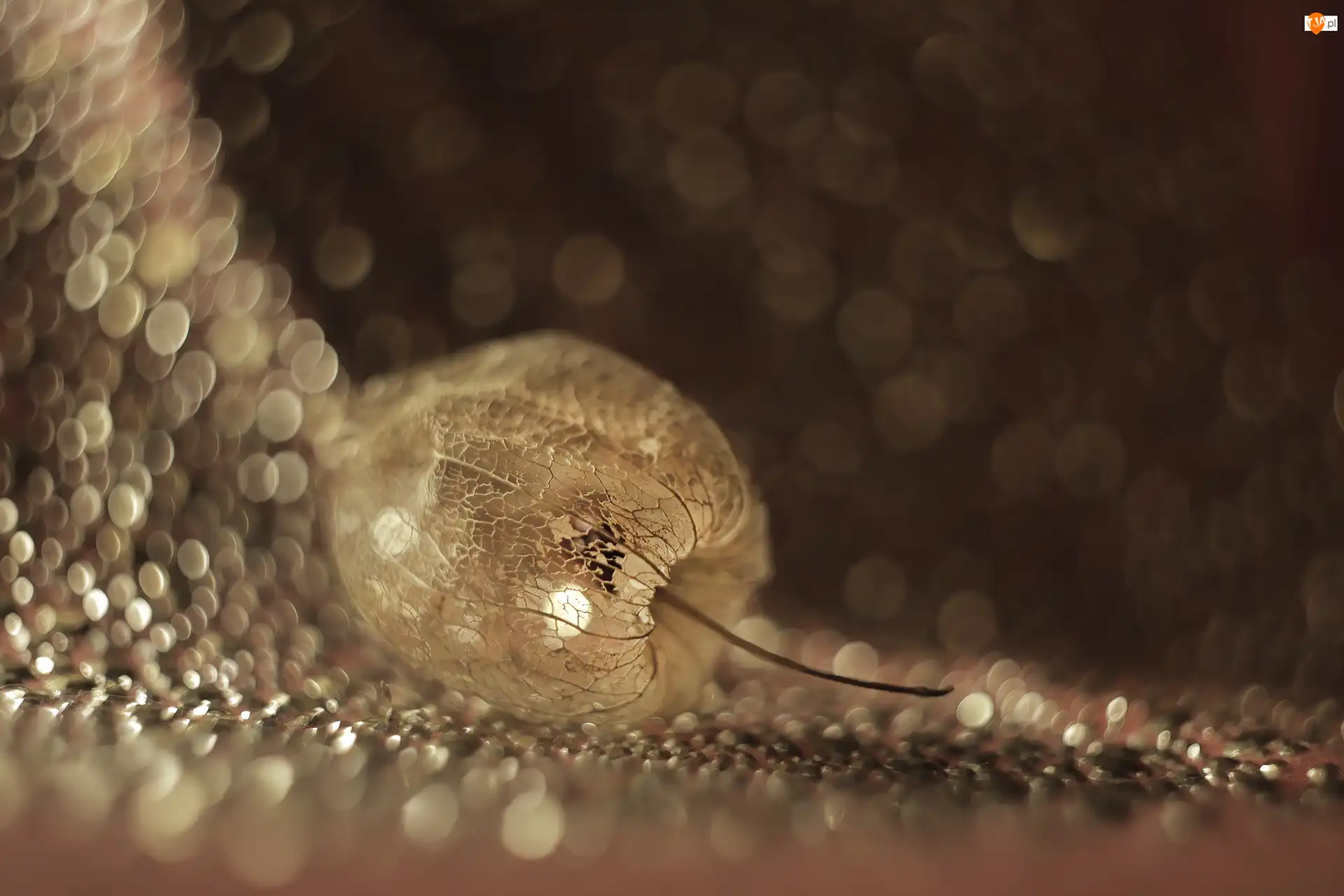 Bokeh, Miechunka rozdęta, Roślina