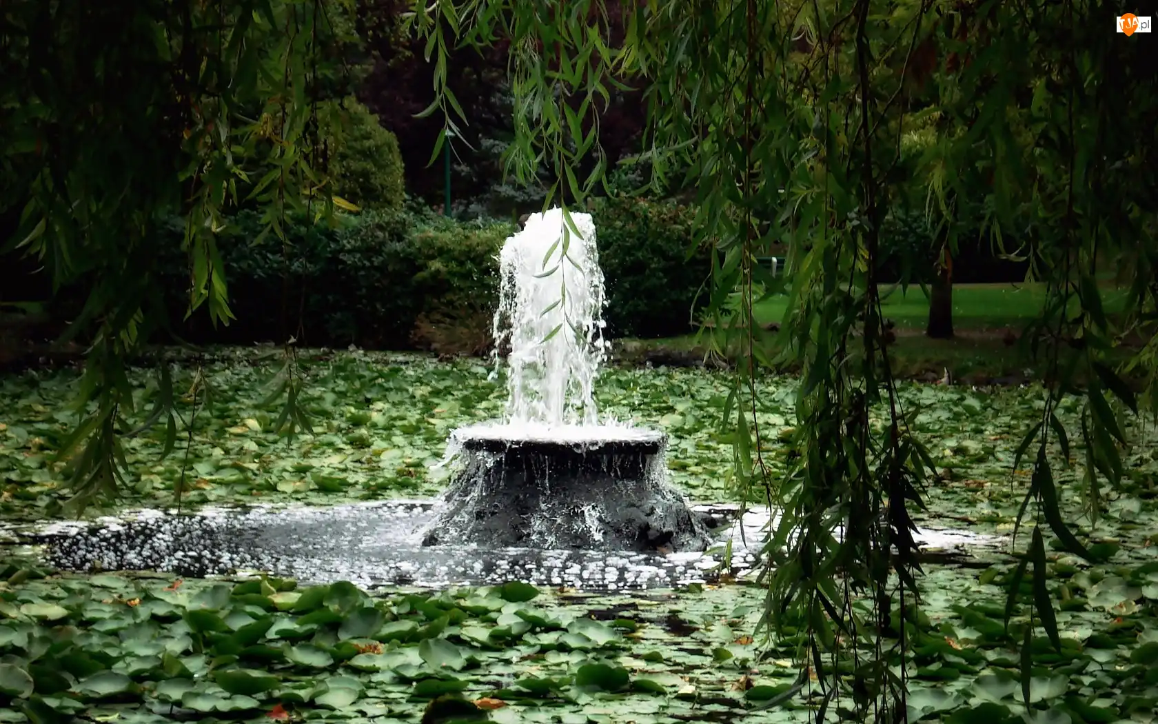 Fontanna, Park, Zarośnięty, Staw