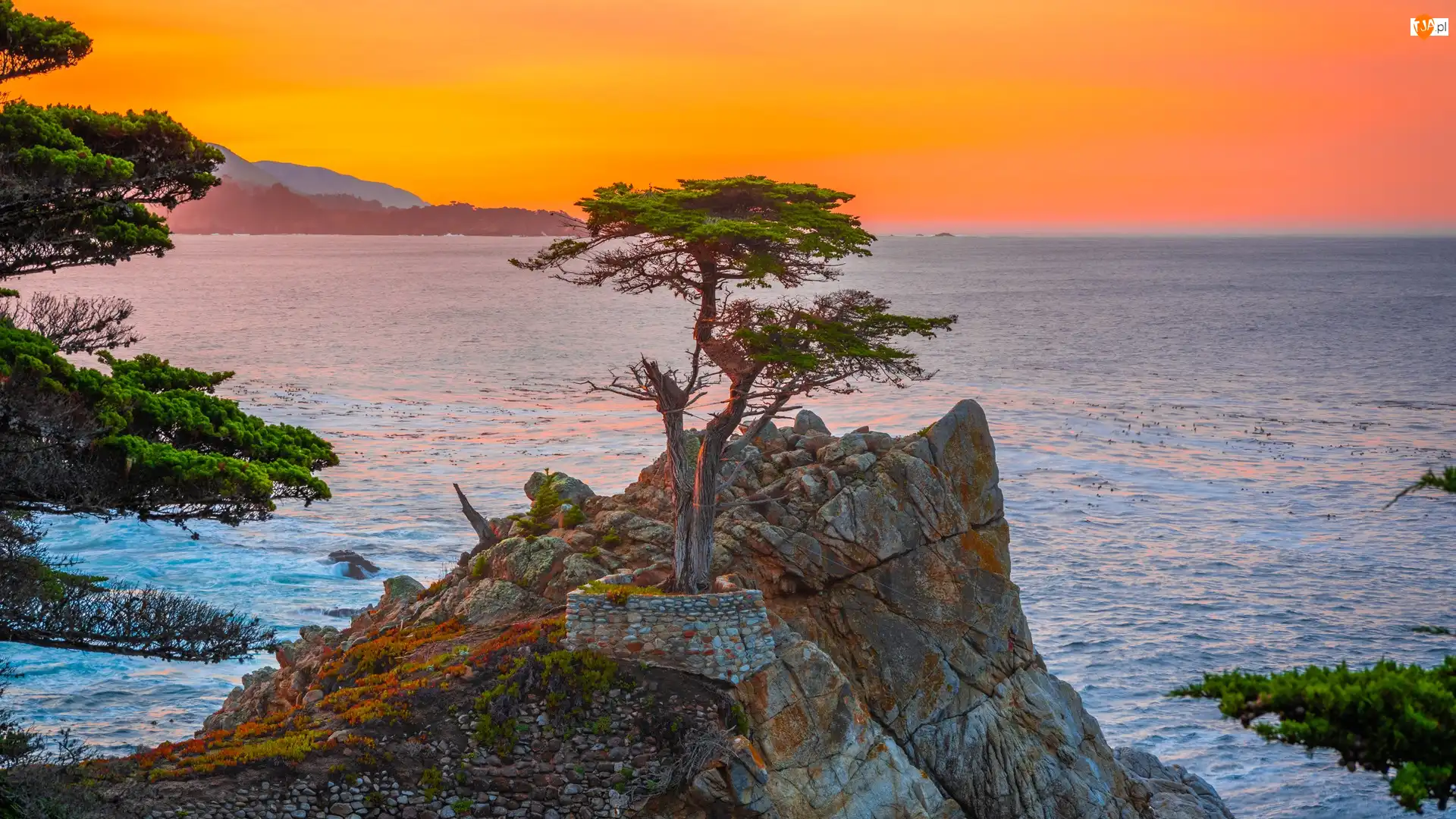 Stany Zjednoczone, Carmel Bay, Morze, Zatoka, Atrakcja Lone Cypress, Cyprys wielkoszyszkowy, Morze, Skała, Pebble Beach, Kalifornia