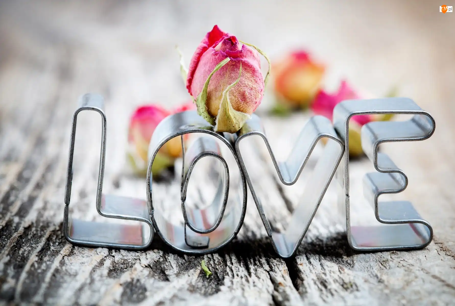 Miłość, Napis, Love, Kwiatek
