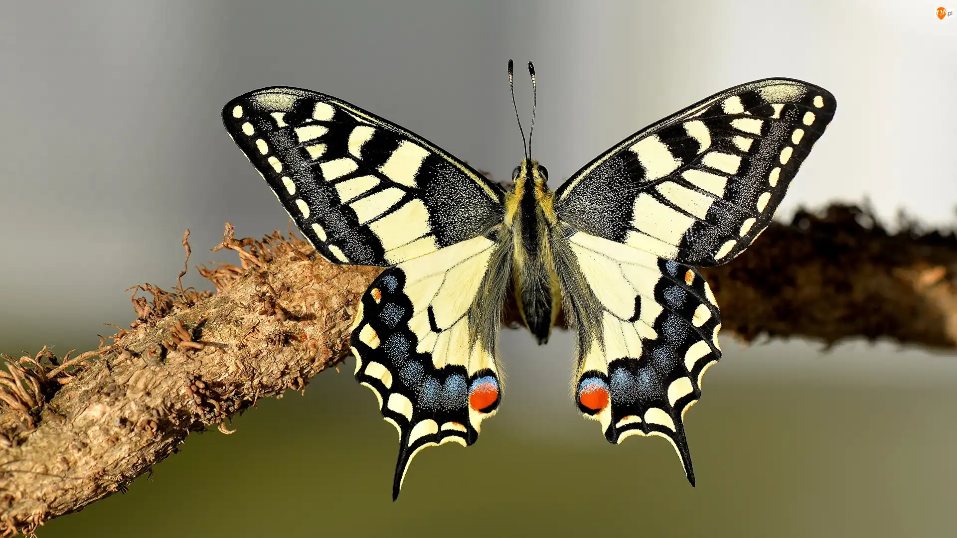 Gałąź, Owad, Motyl, Paź królowej