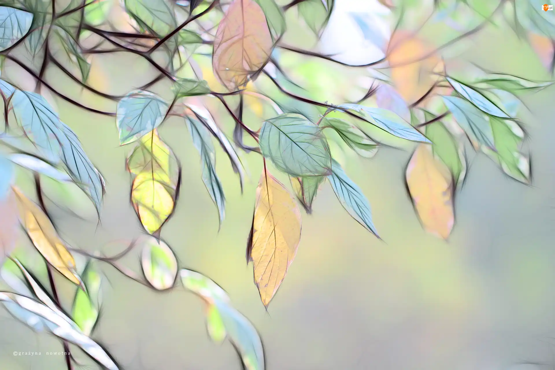 Grafika, Liście, Fractalius
