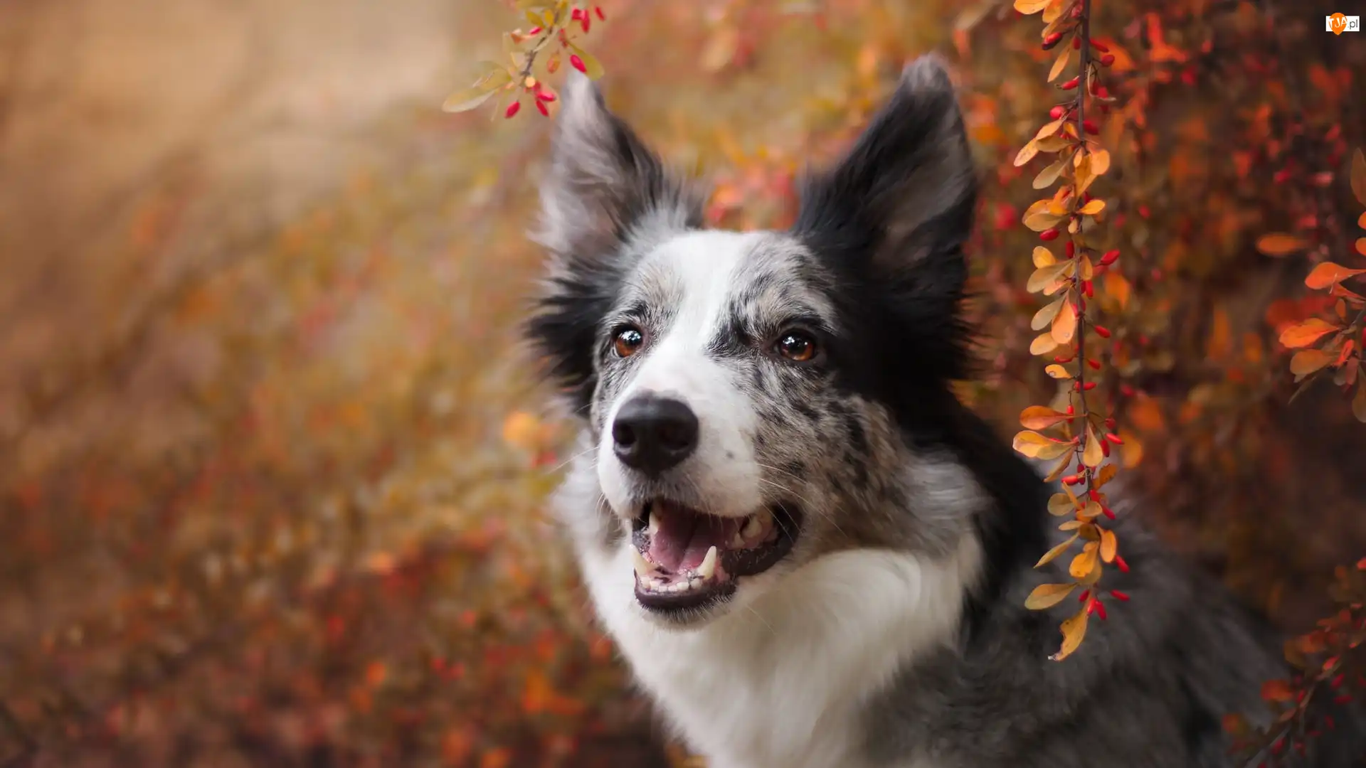 Border collie, Pies, Jesienne, Gałązki, Krzew, Listki