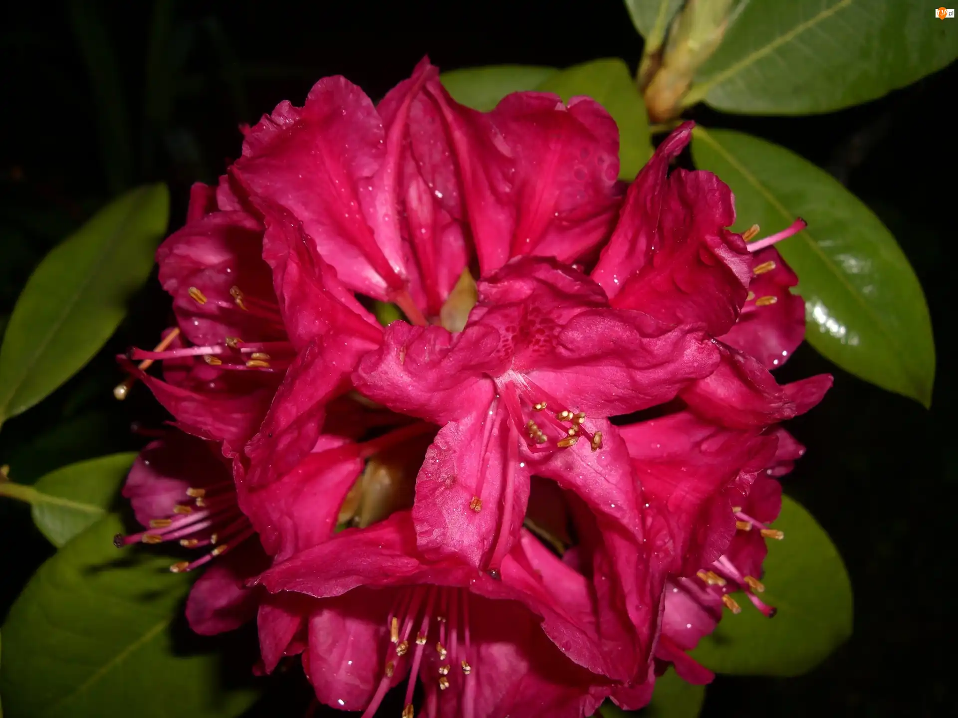Liście, Rododendron, Kwiat