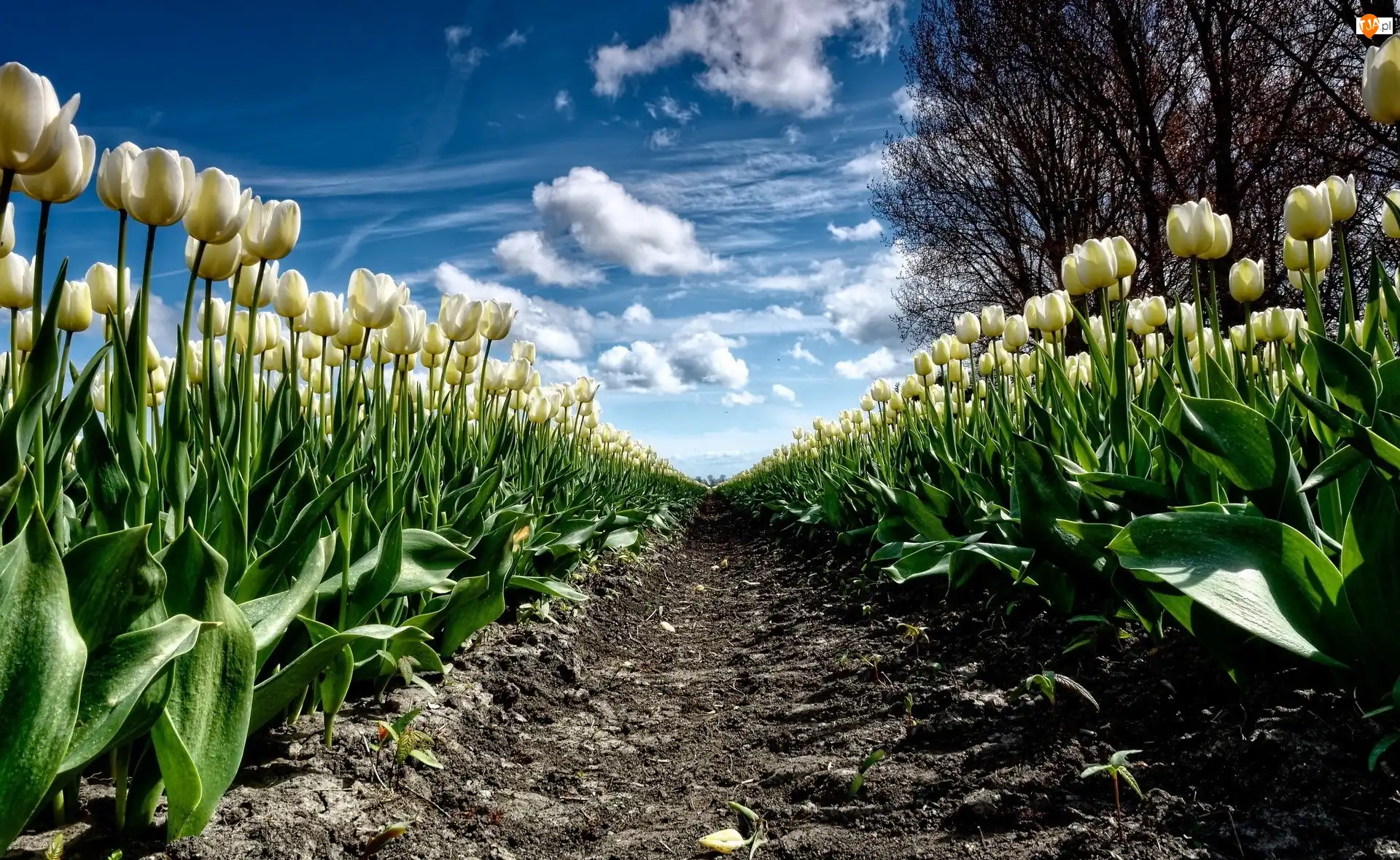 Drzewo, Białe, Tulipany, Plantacja