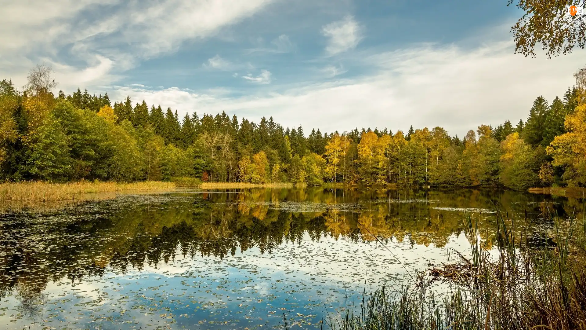 Żółte, Trawa, Jezioro, Jesień, Drzewa