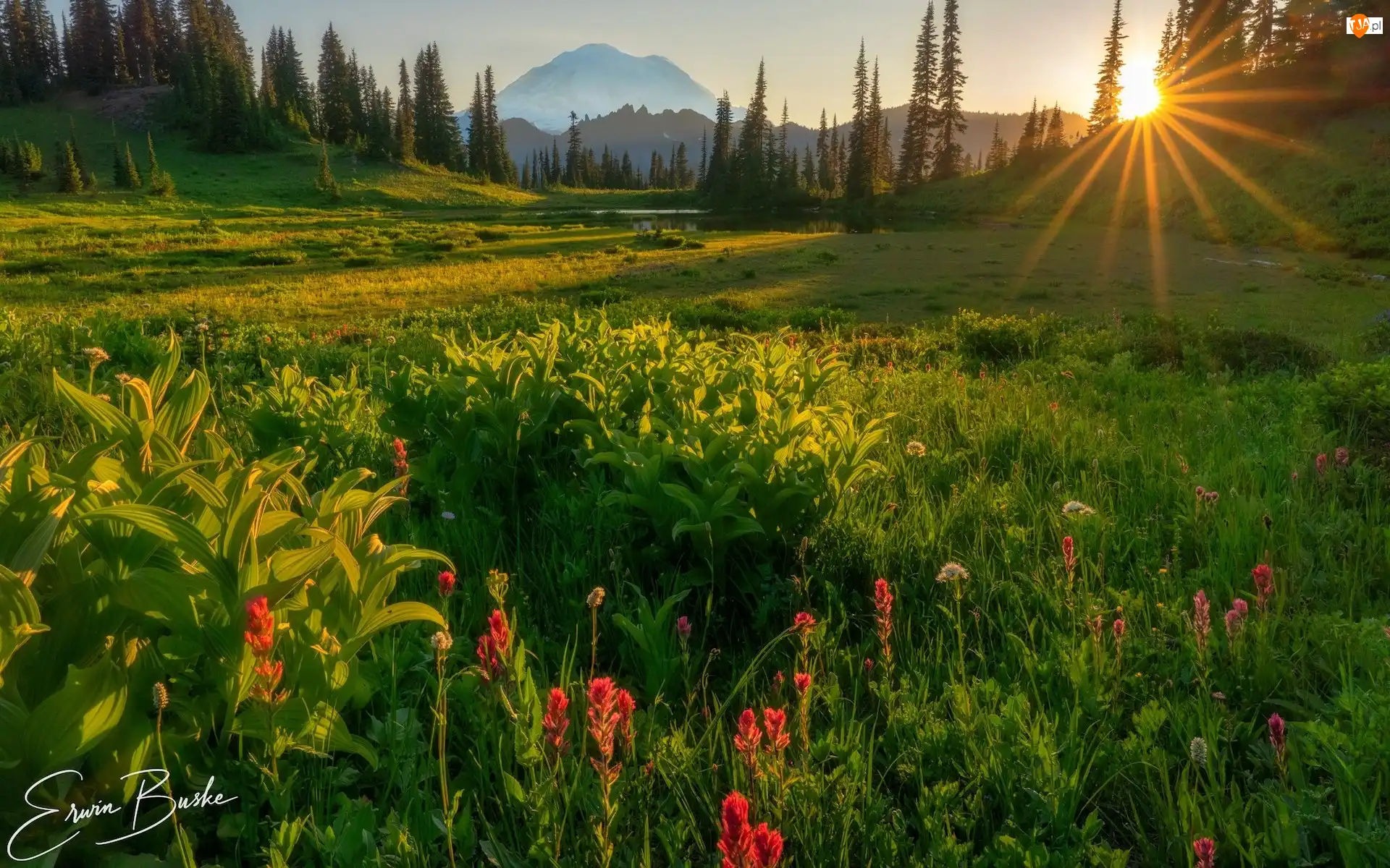 Kwiaty, Stany Zjednoczone, Stratowulkan Mount Rainier, Drzewa, Waszyngton, Łąka, Promienie słońca, Park Narodowy Mount Rainier
