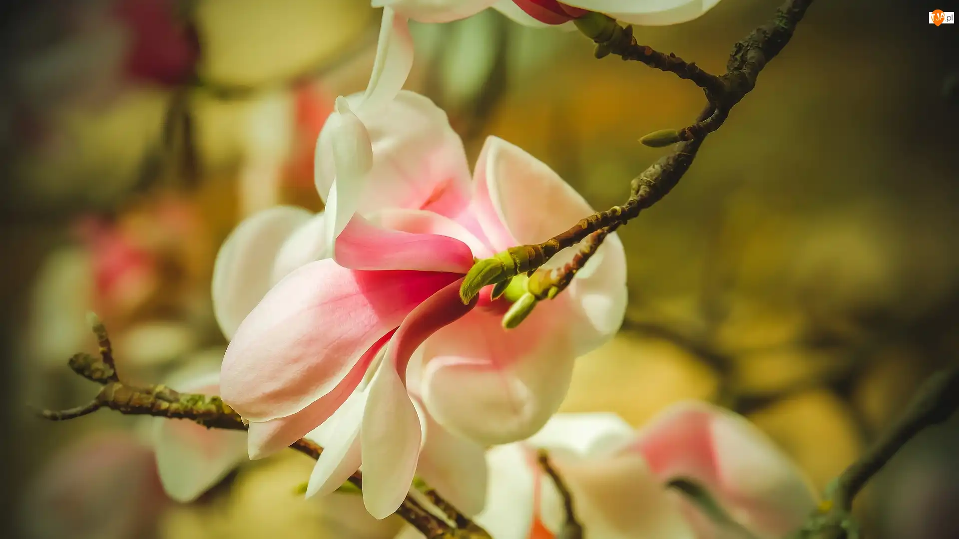 Magnolia, Gałązka, Kwitnący, Kwiat
