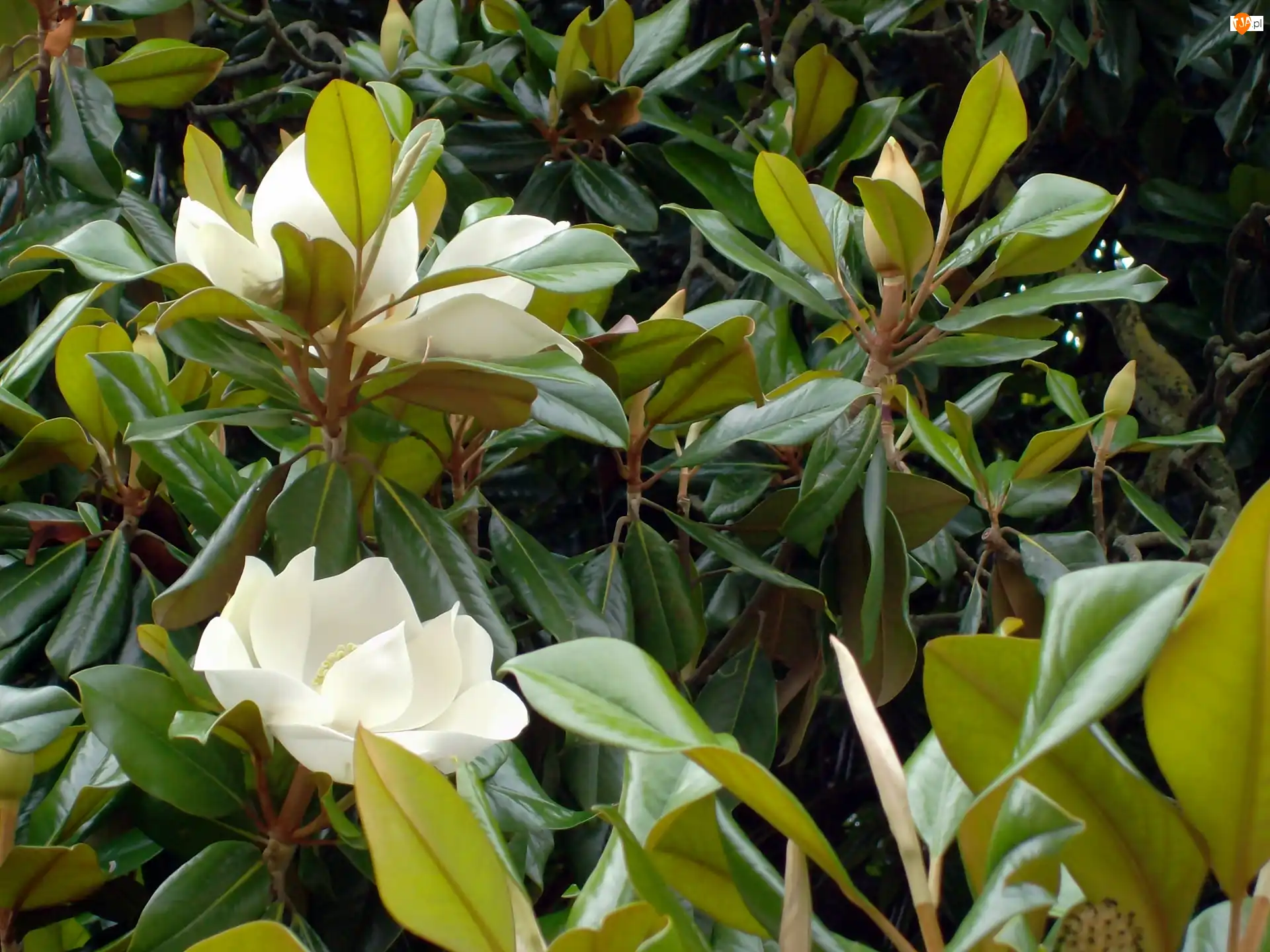 Krzew, Magnolia, Biała